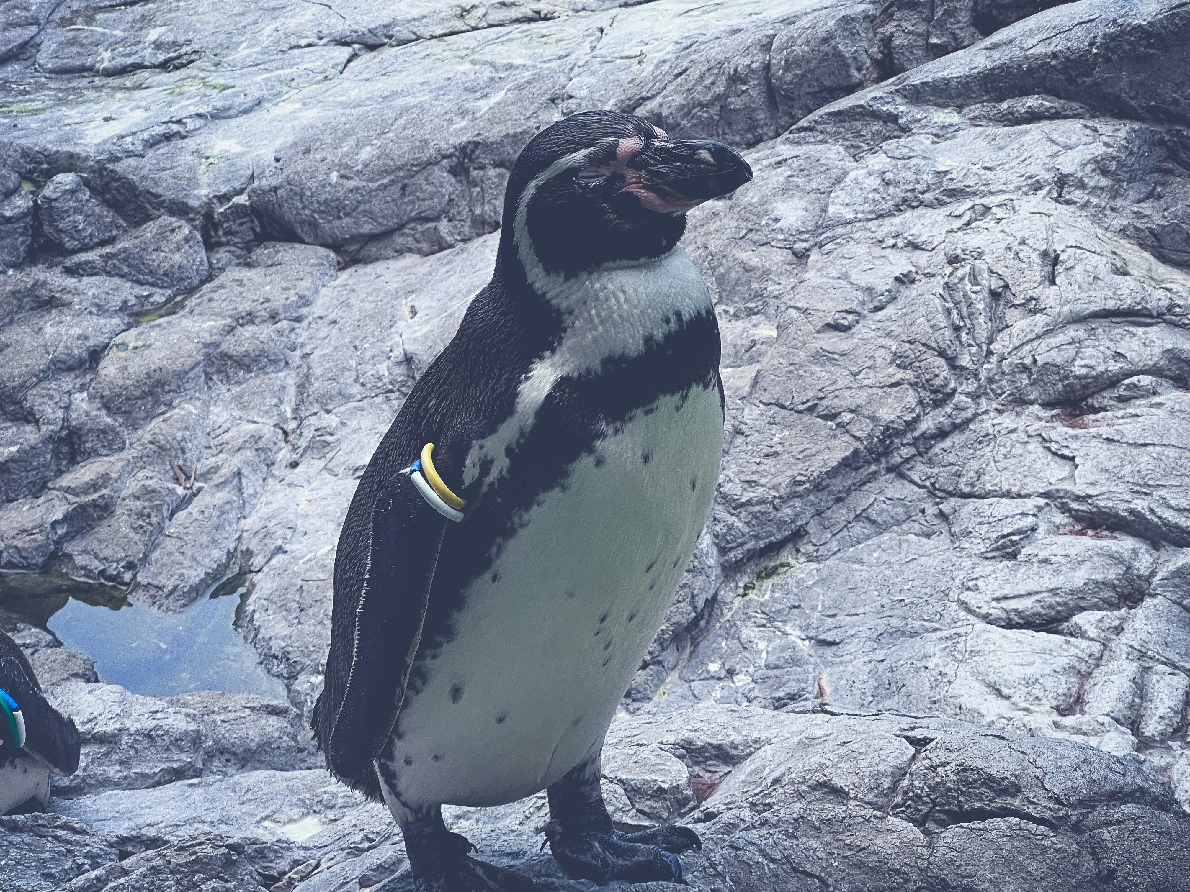 Close-up of a penguin standing on rocky ground
