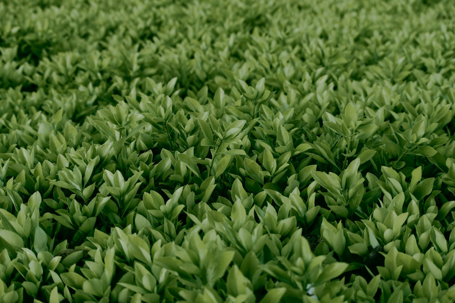 ทุ่งใบเขียวหนาแน่น