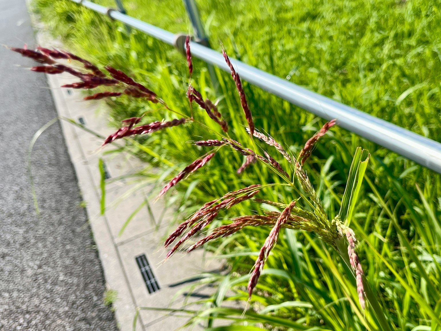 Nahaufnahme von rötlich-violetten Grasblüten neben einem Weg