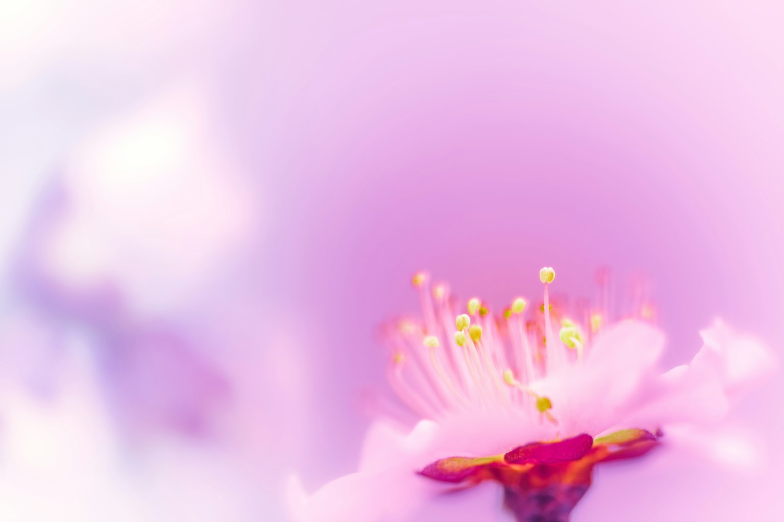 Close-up of a soft pink flower with prominent yellow stamens