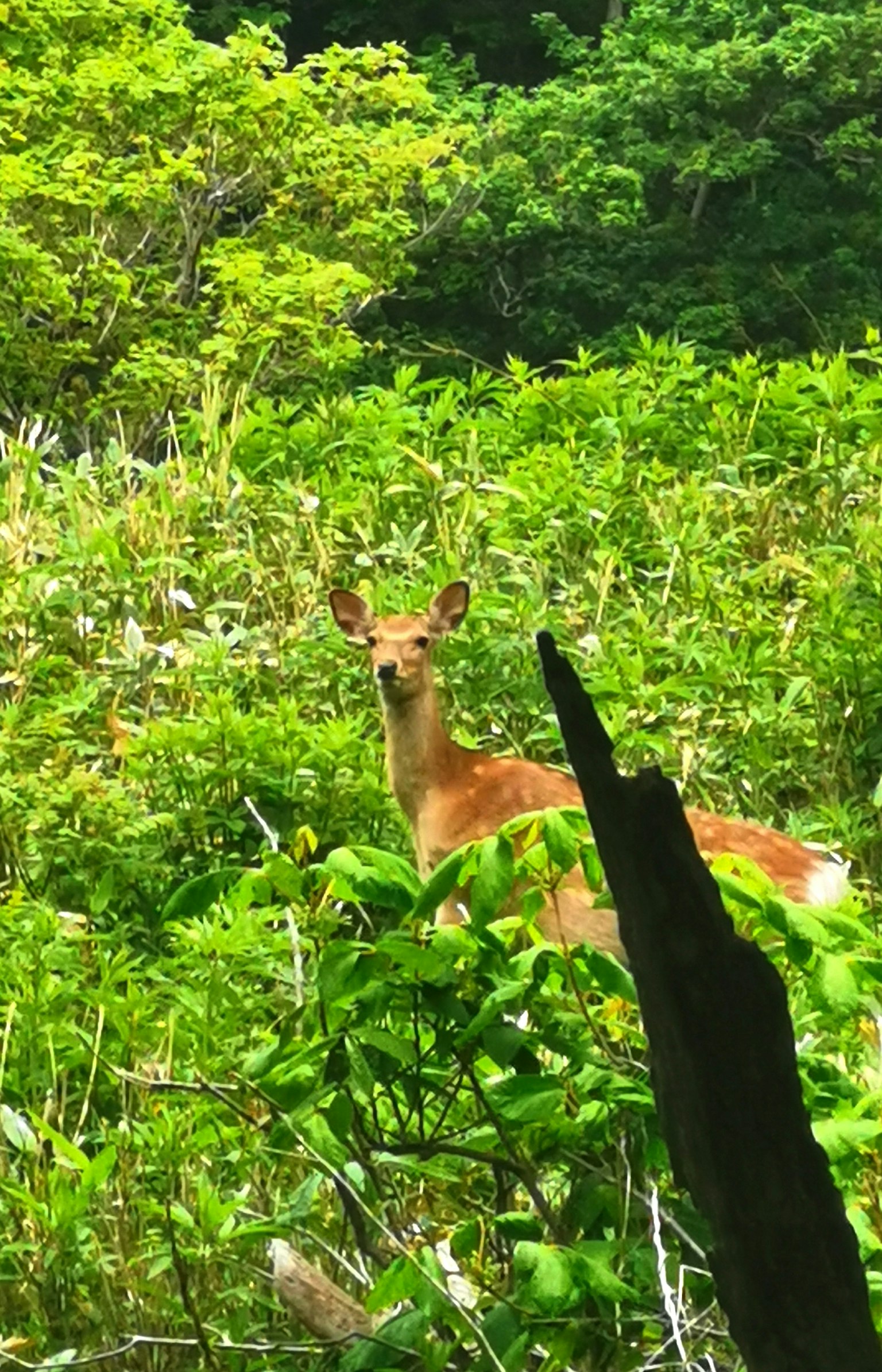 A deer standing among lush green foliage