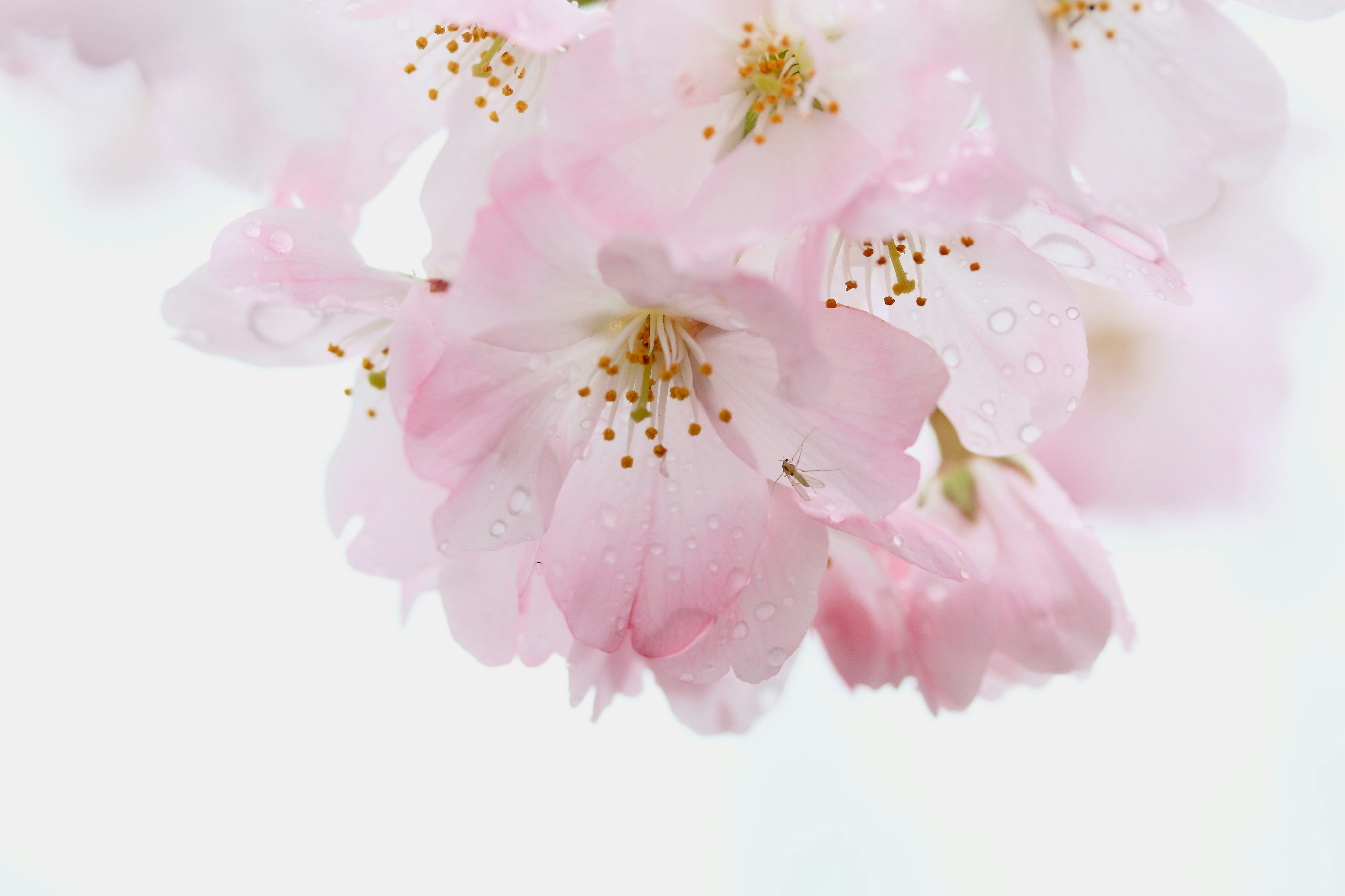 soft pink cherry blossoms against a white background