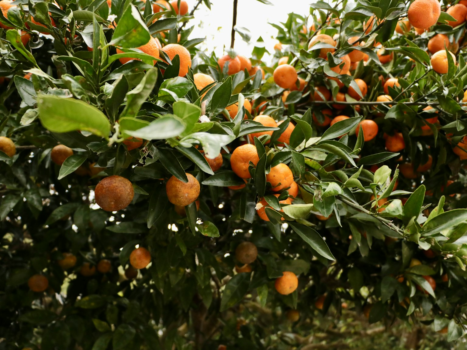 Close-up of an orange tree laden with fruit
