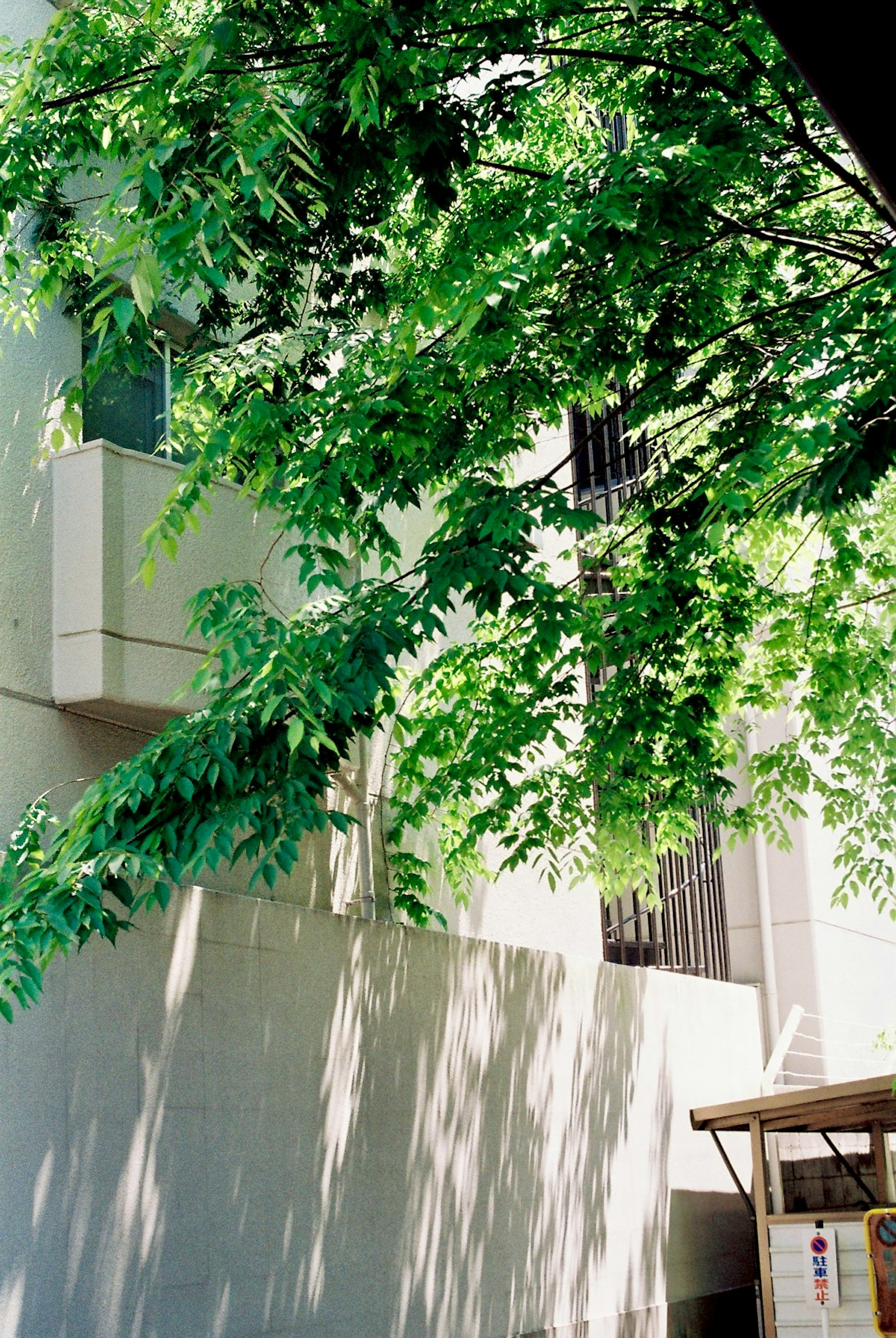 Lush green tree casting shadows on a building wall