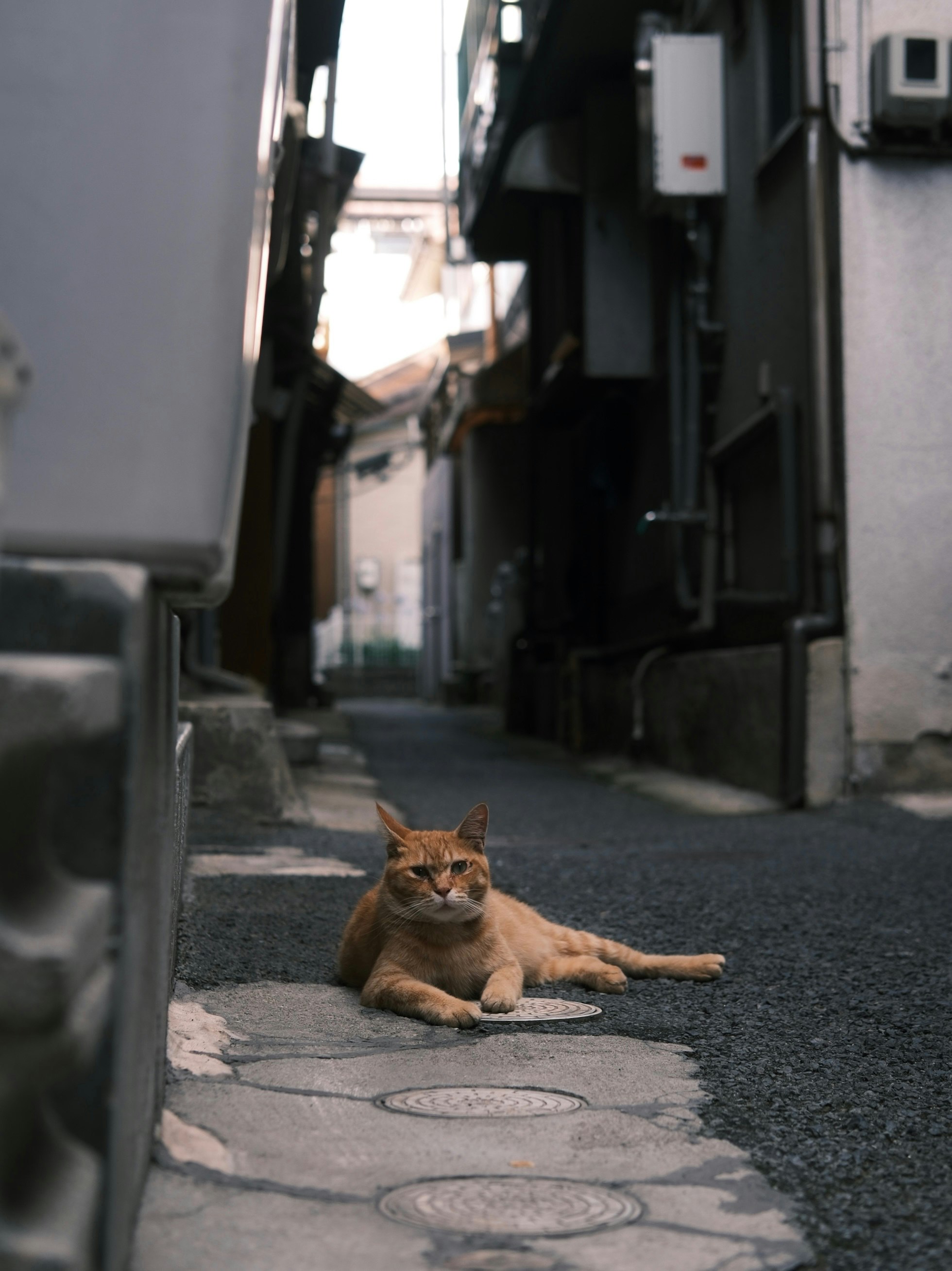 路地の石畳でくつろぐ茶色い猫