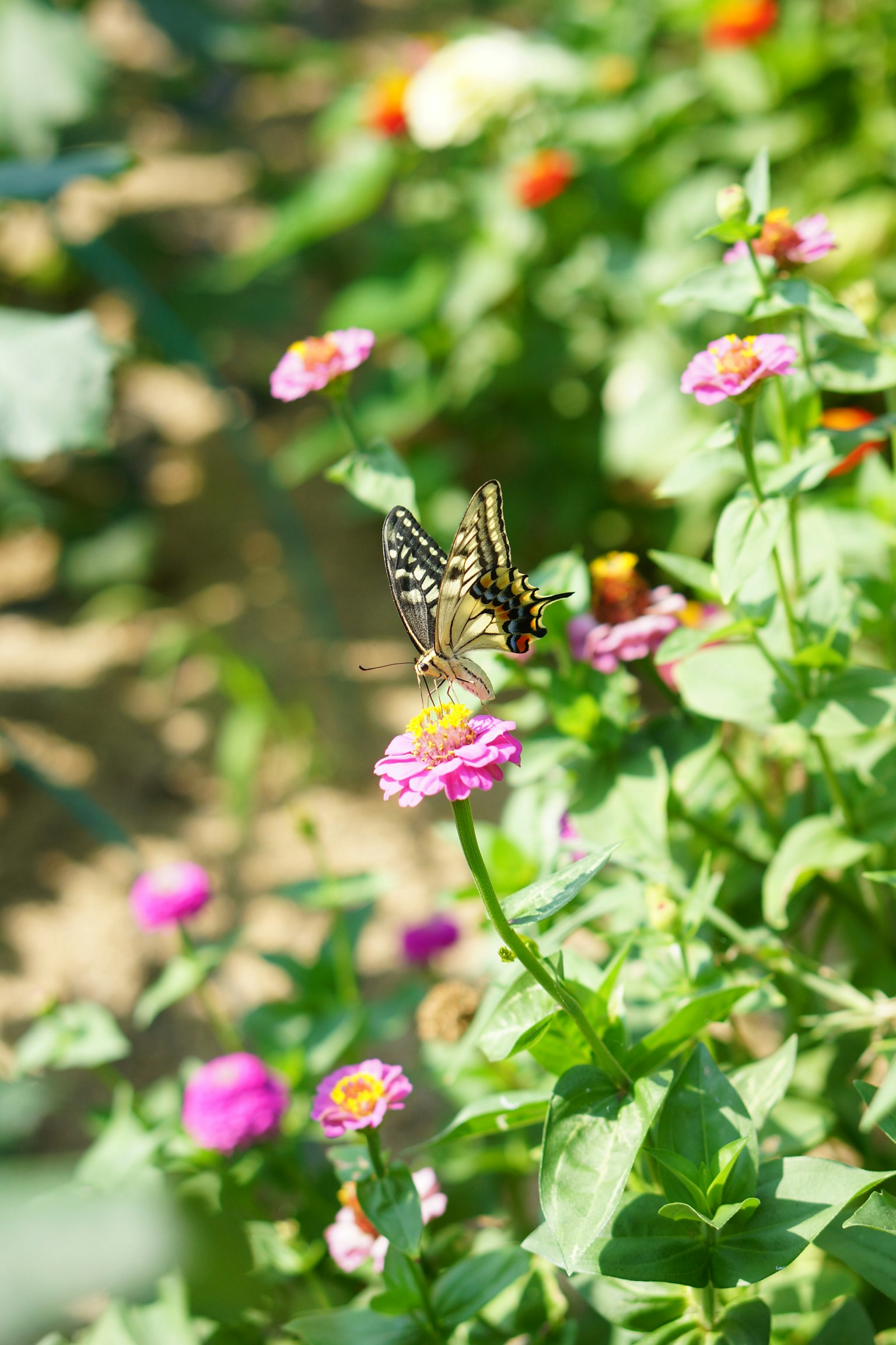 Kupu-kupu yang memberi makan pada bunga di taman yang cerah