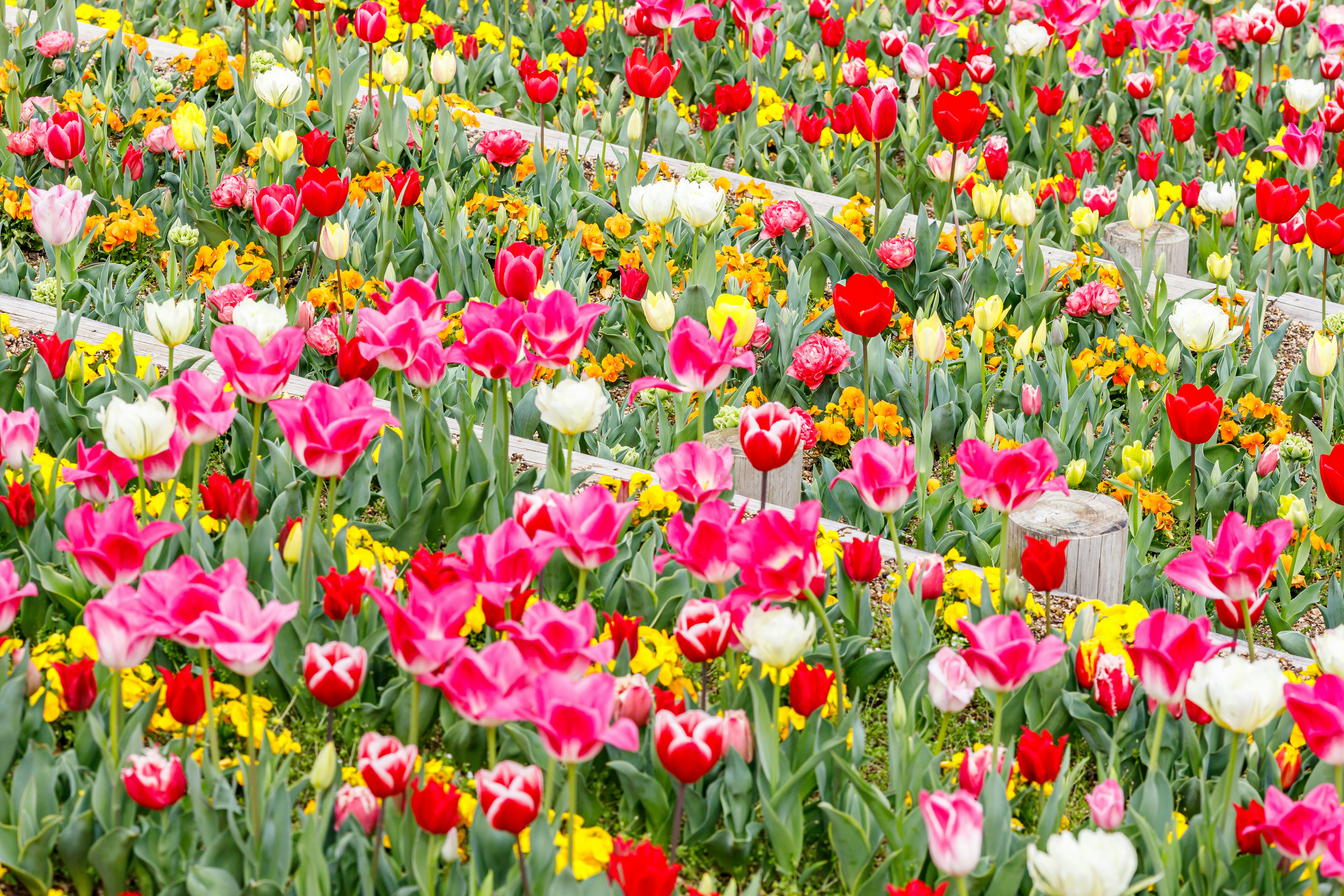 チューリップ畑の色とりどりの花々が咲き並ぶ春の風景