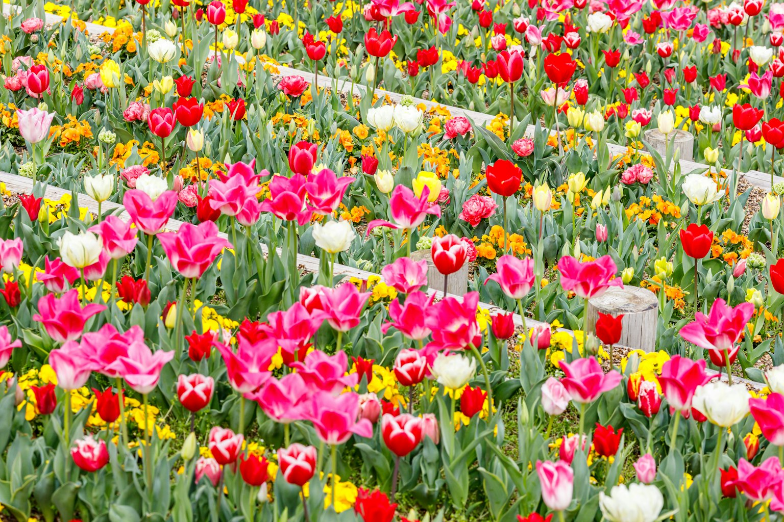 Campo de tulipanes vibrantes con flores en plena floración
