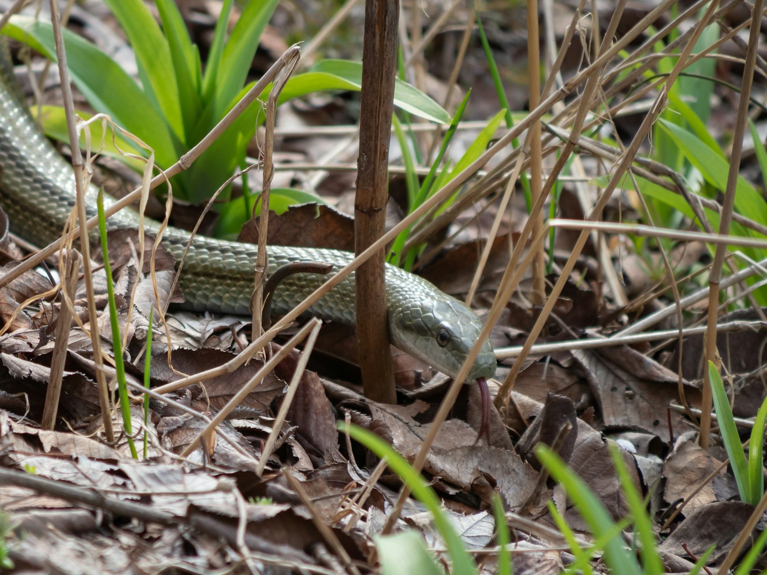 Seekor ular yang sebagian tersembunyi di rumput, dikelilingi oleh daun hijau dan dedaunan kering