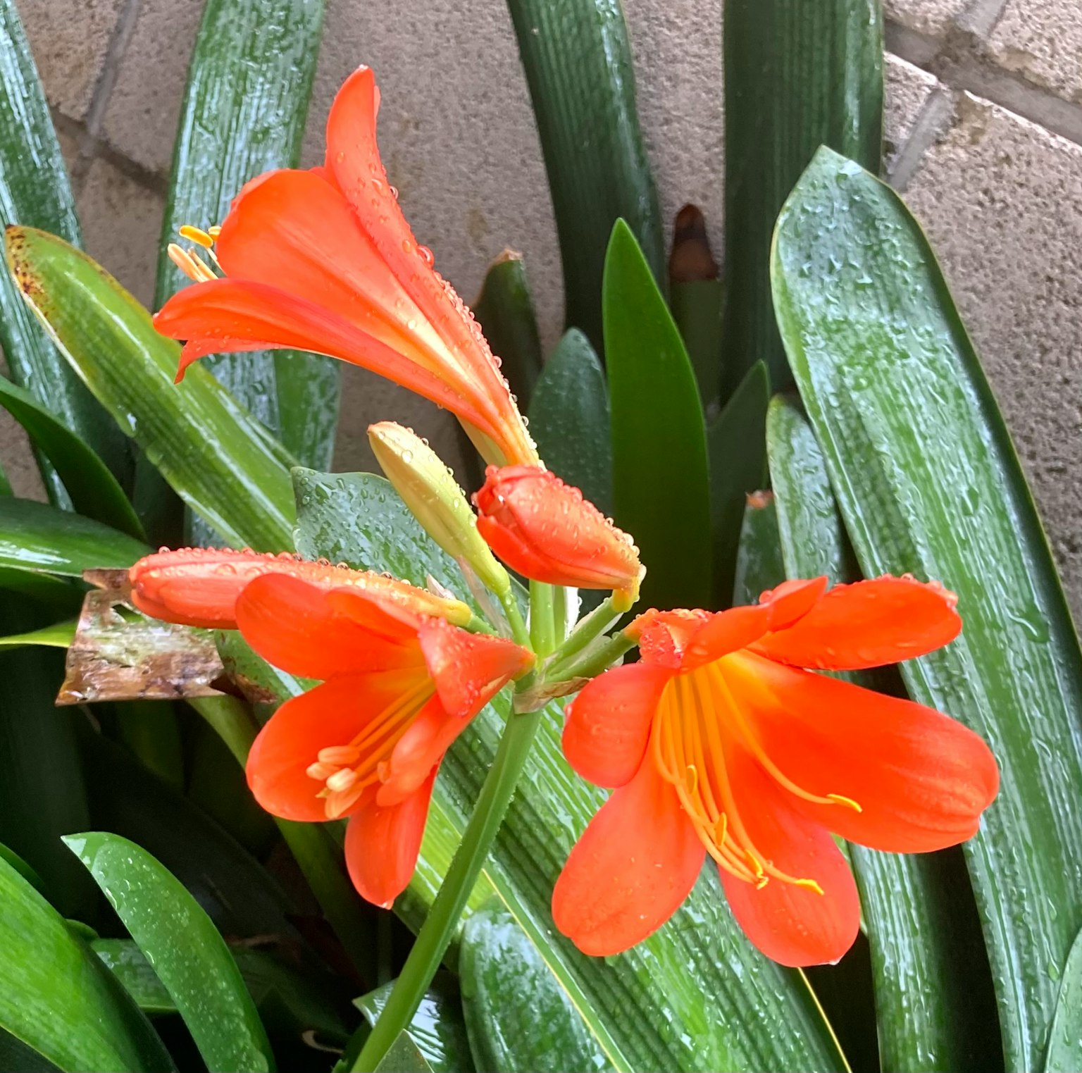 Fleurs orange vif avec des feuilles vertes