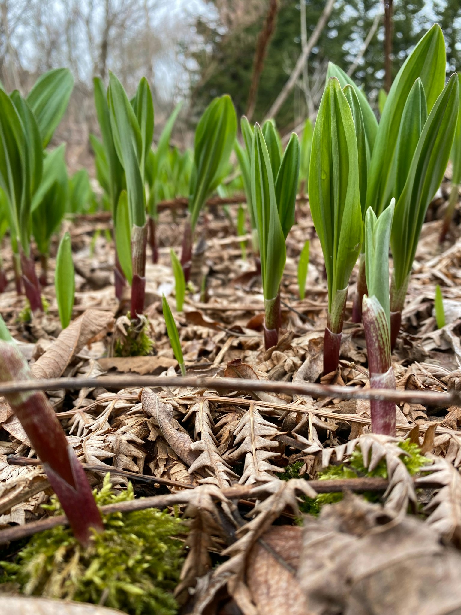 Cluster of green plants sprouting in spring with a background of dry leaves