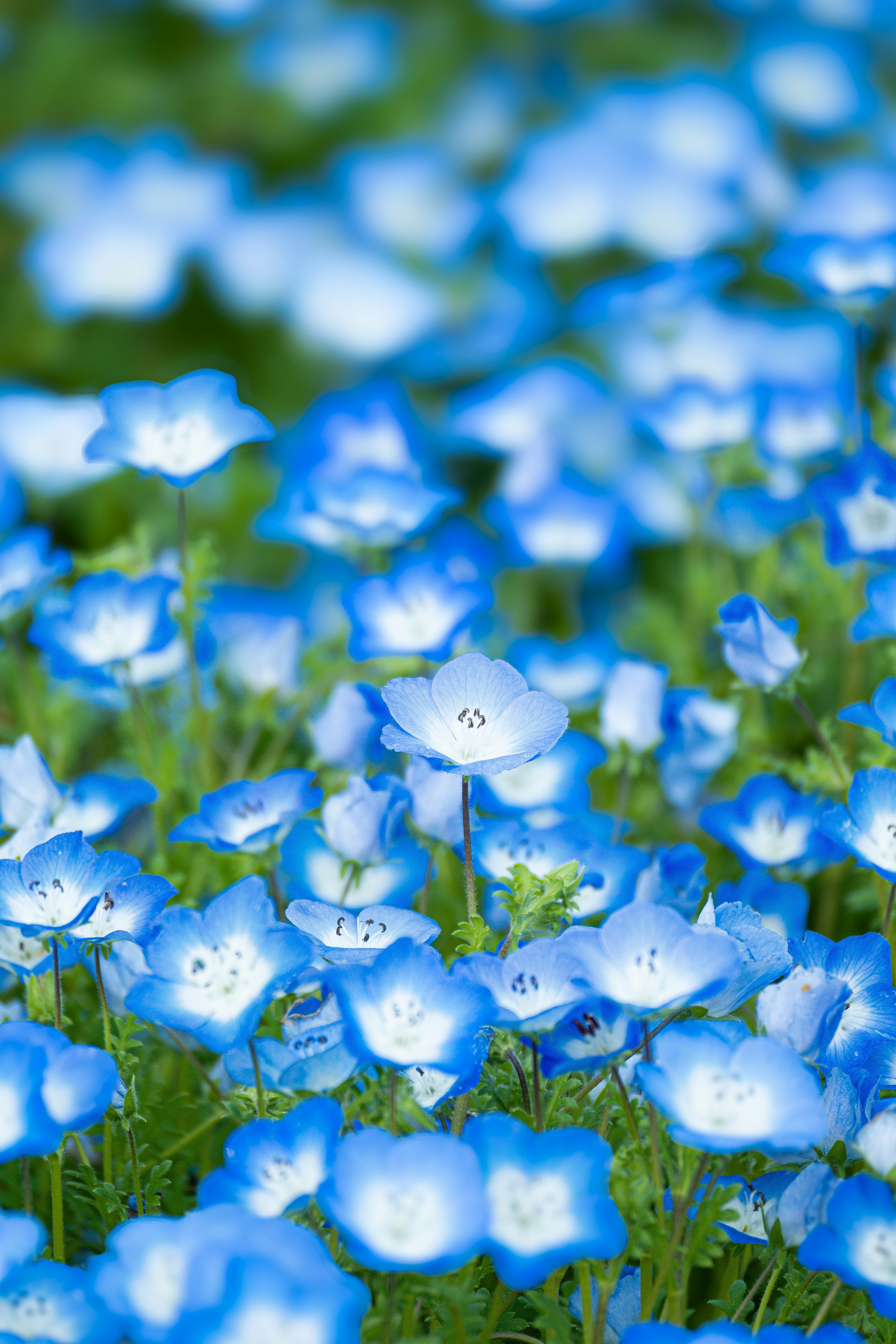 青い花が咲き誇る花畑の群生
