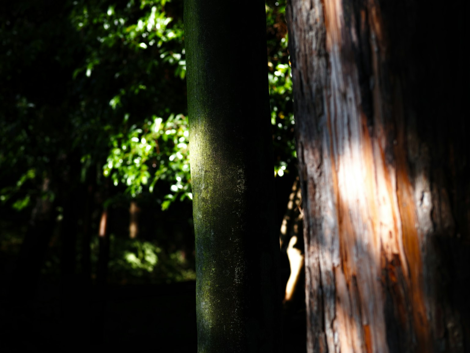 Scène forestière avec lumière du soleil sur les troncs d'arbres et des feuilles vertes