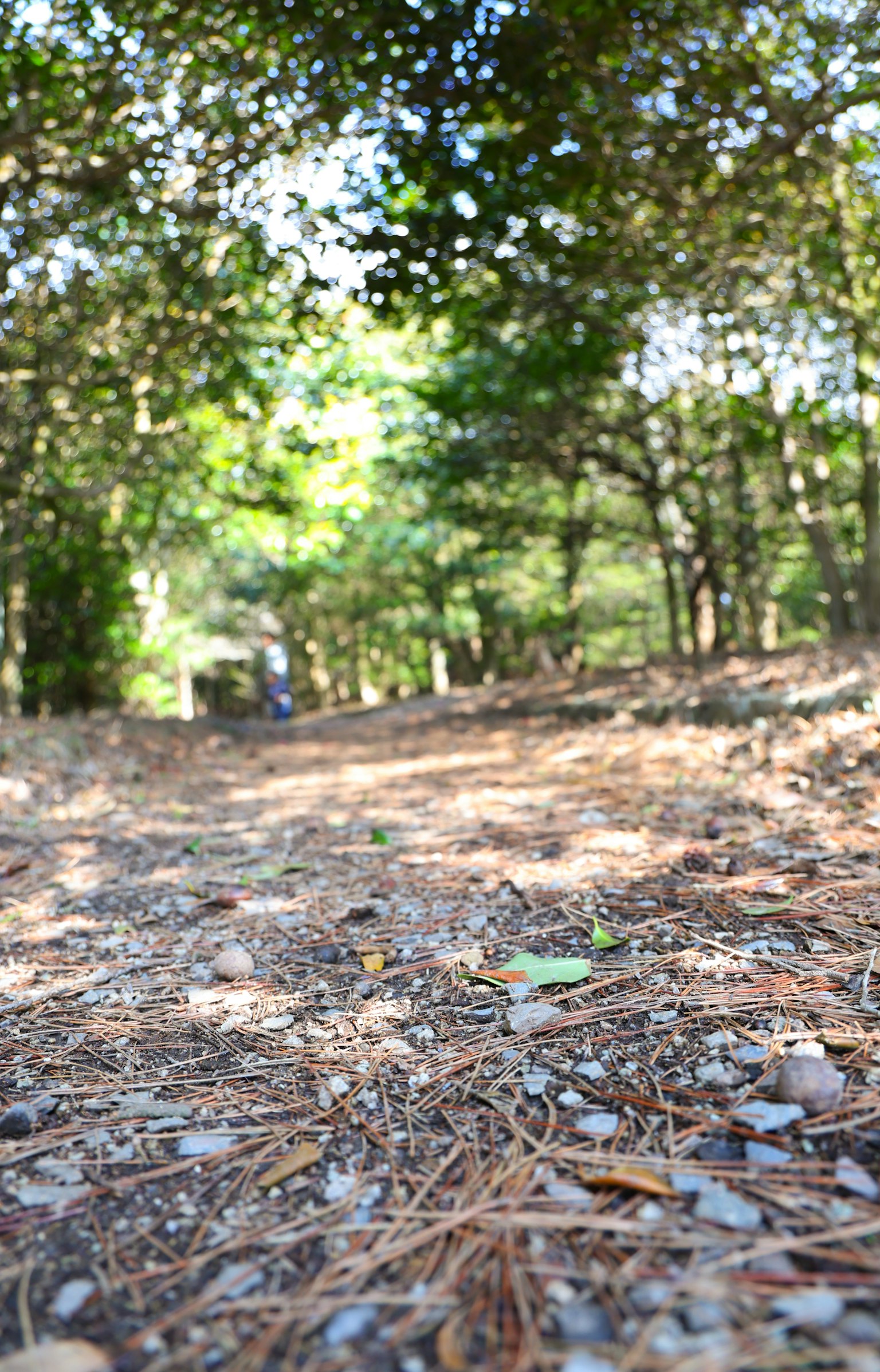 Sentiero in una foresta con aghi di pino e ciottoli