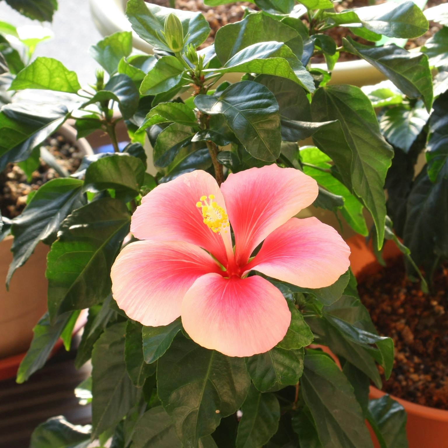 Eine rosa Hibiskusblüte, die zwischen grünen Blättern blüht