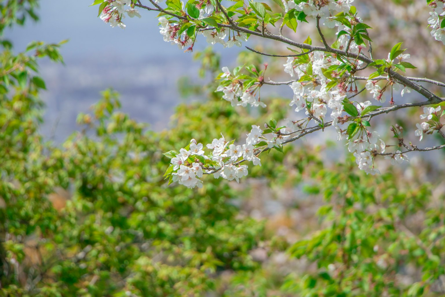 Ramo di un albero con fiori bianchi e foglie verdi in un paesaggio primaverile