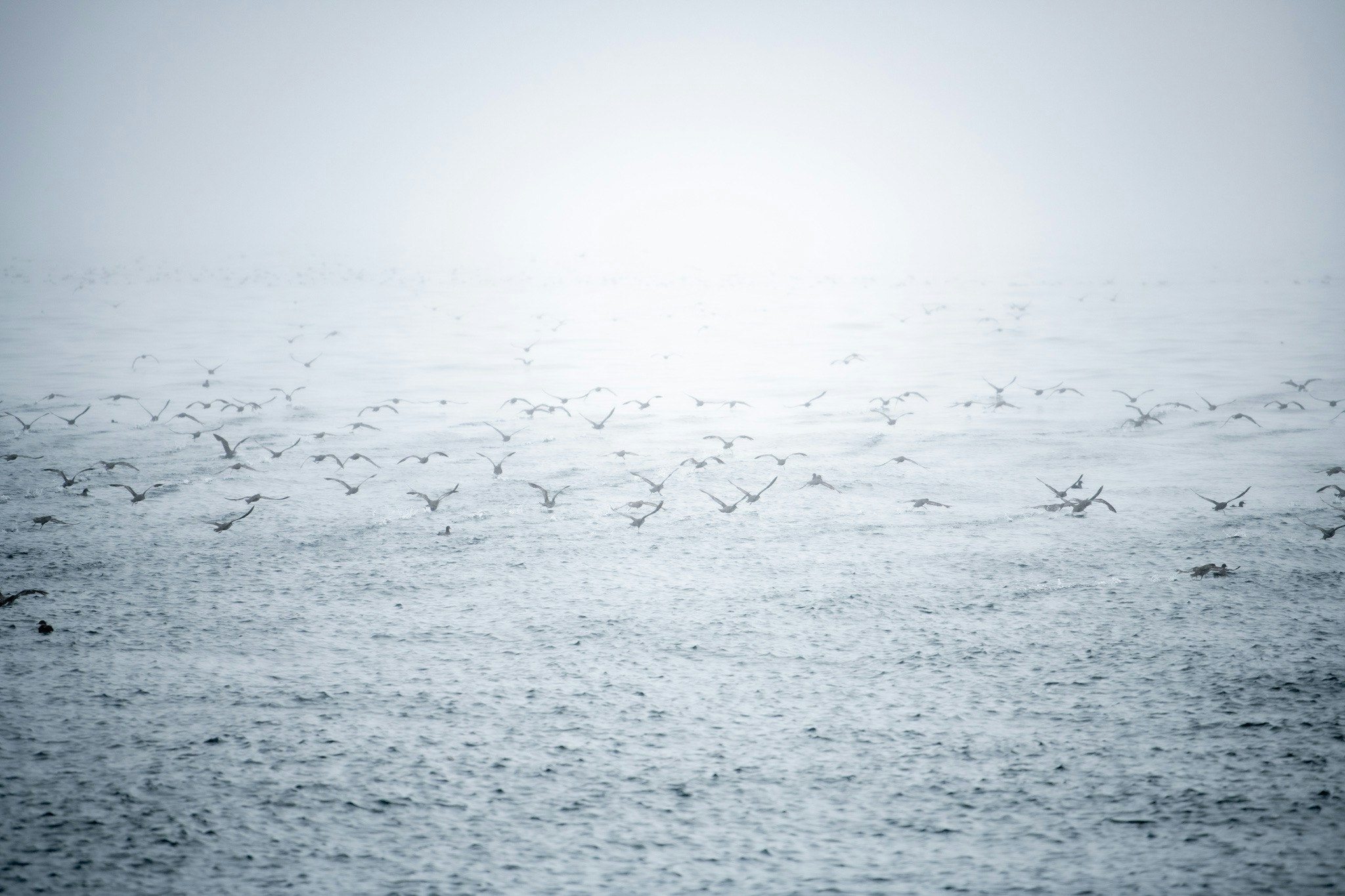 霧の羅臼沖で群れる海鳥の海面