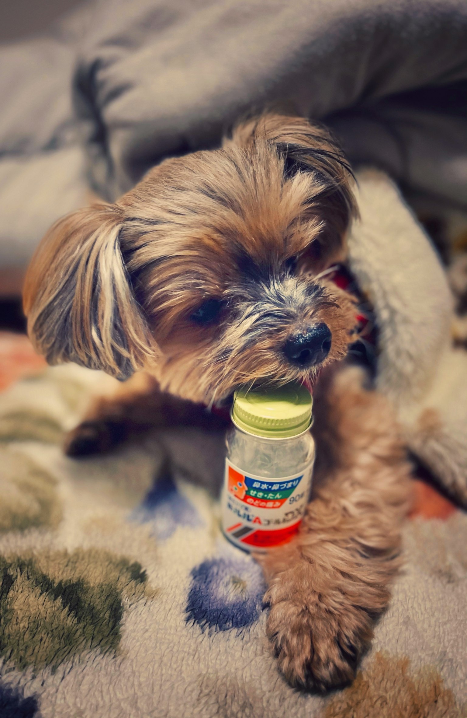 小さな犬がカプセルボトルを口にくわえている