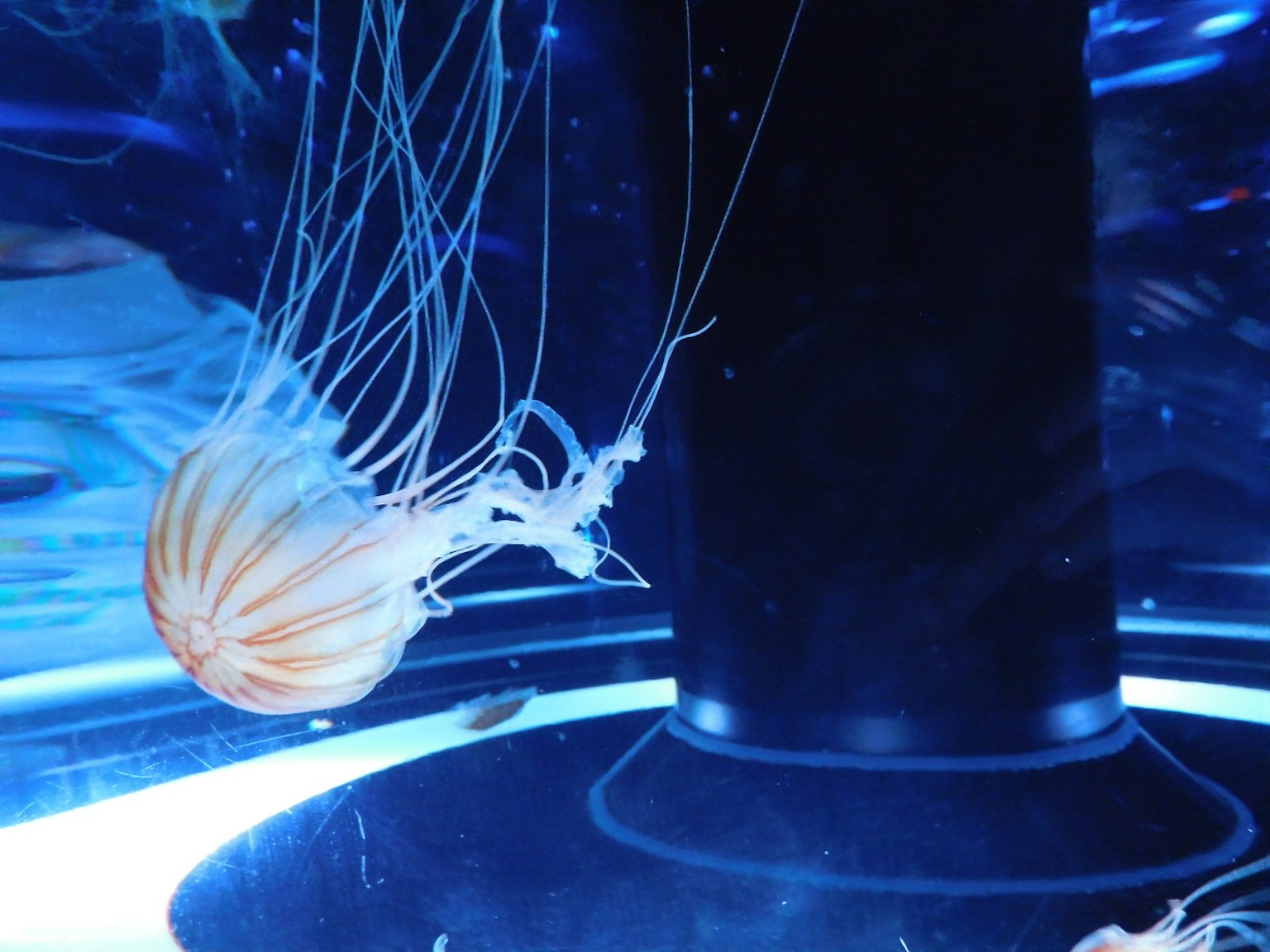 一隻美麗的水母在藍色水族箱中漂浮