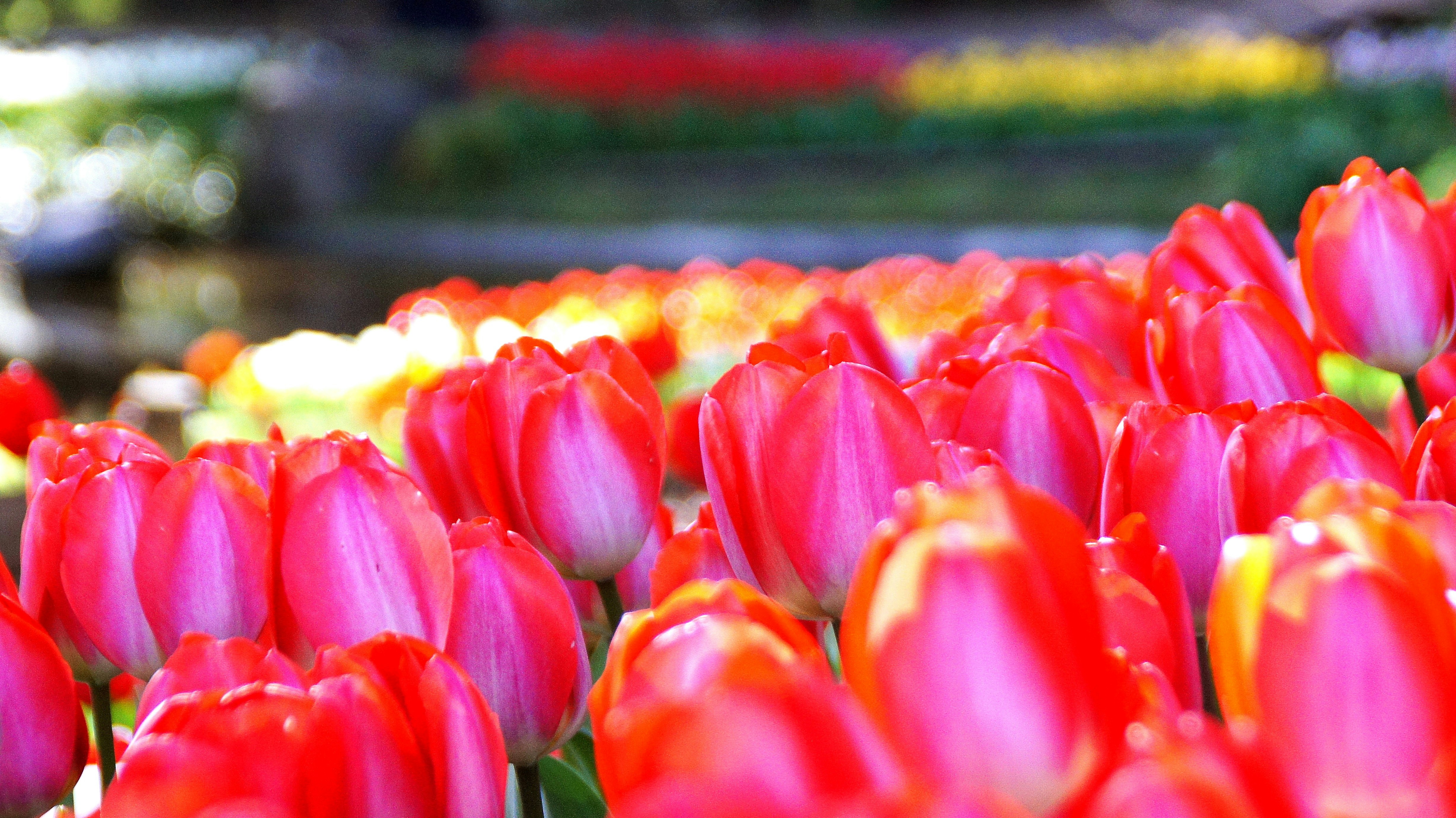 cận cảnh hoa tulip đỏ trong luống hoa