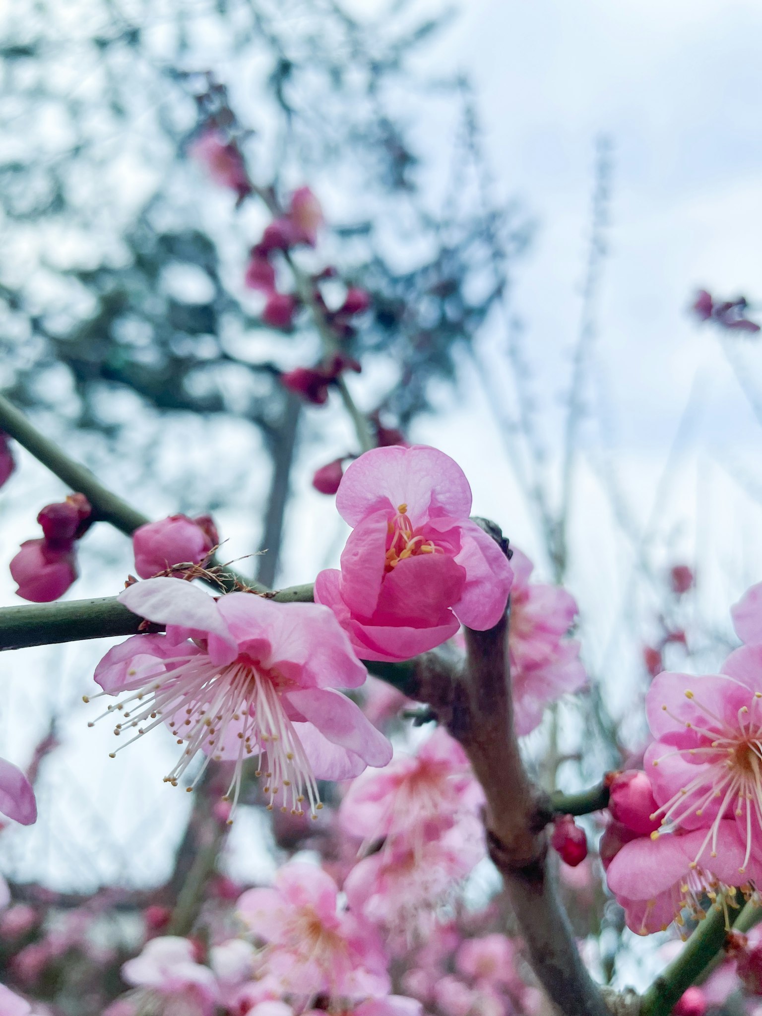 분홍색 복숭아 꽃이 피어 있는 가지의 클로즈업