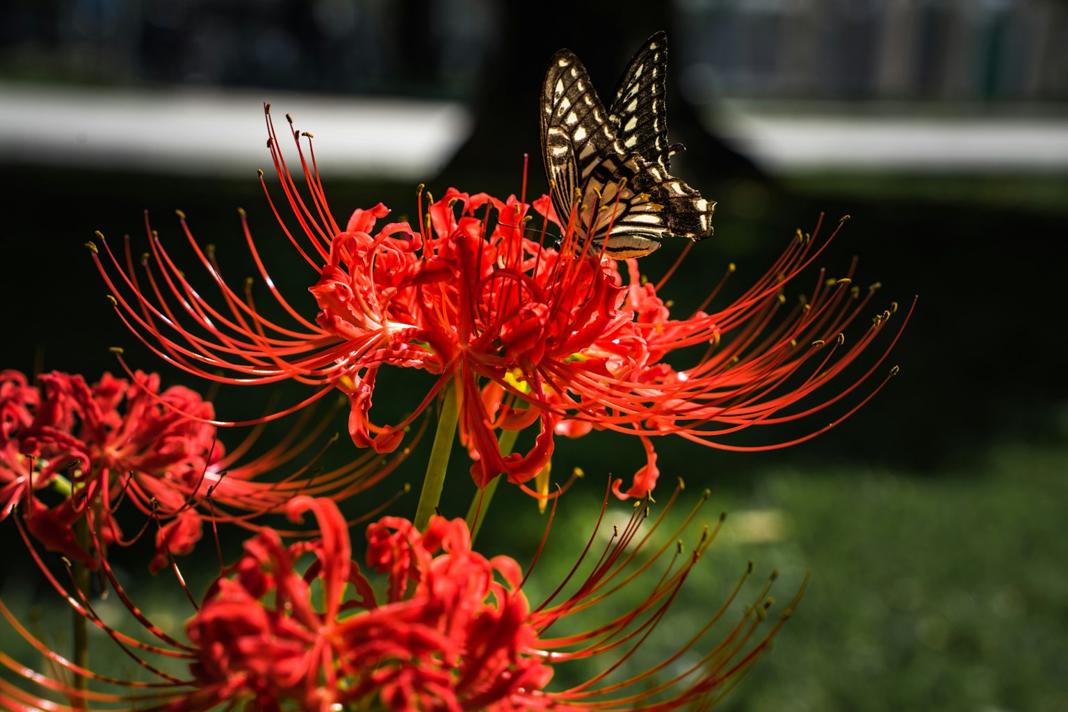 Ein Schmetterling sitzt auf lebhaften roten Spinnenlilien in einer sonnigen Umgebung