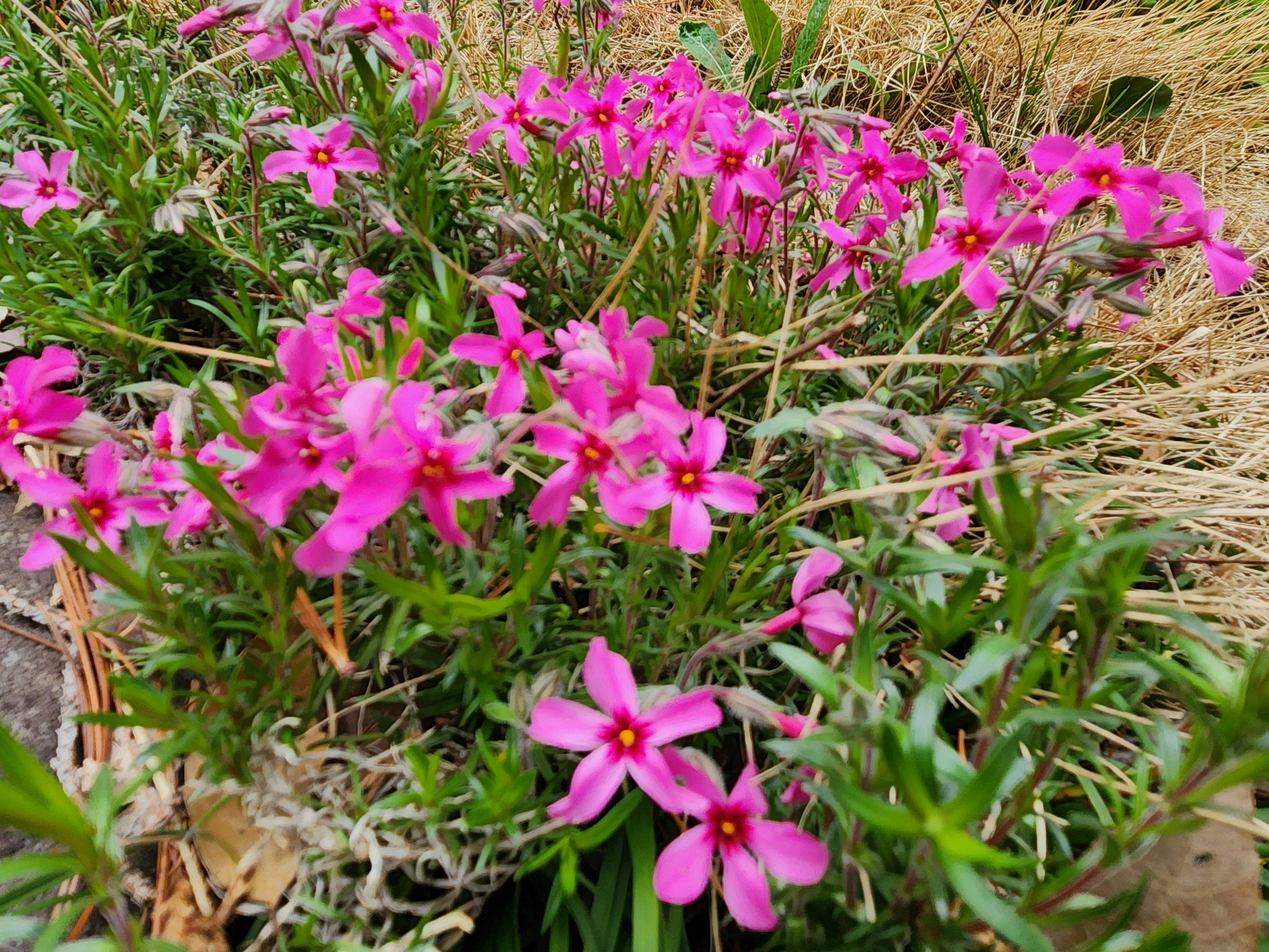 芝桜のピンクの花が地面に咲く春の景色