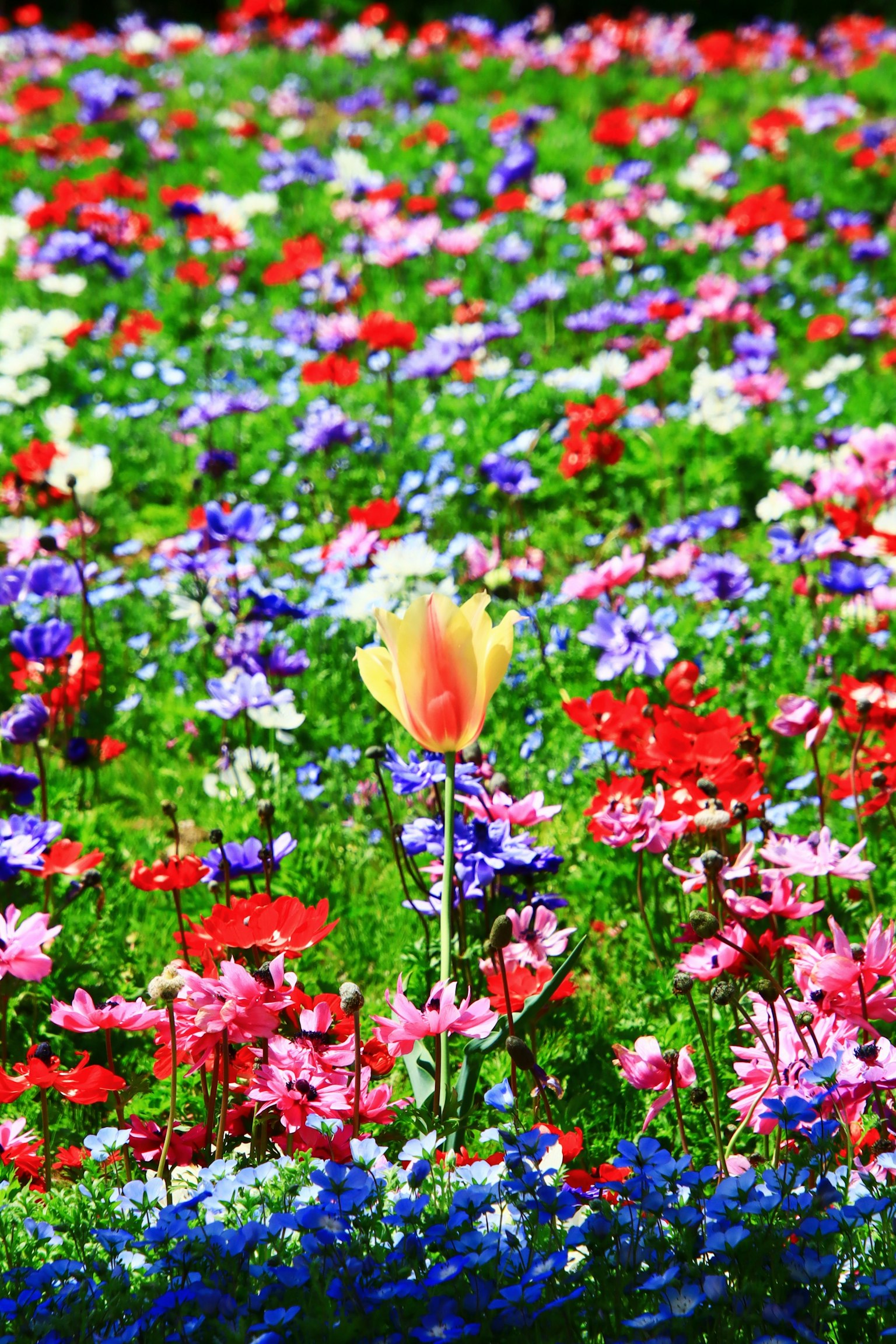 Un campo di fiori vibranti pieno di fiori colorati con un singolo tulipano giallo al centro
