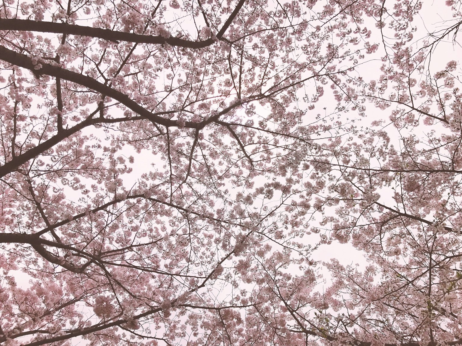 Beautiful view of cherry tree branches and blossoms