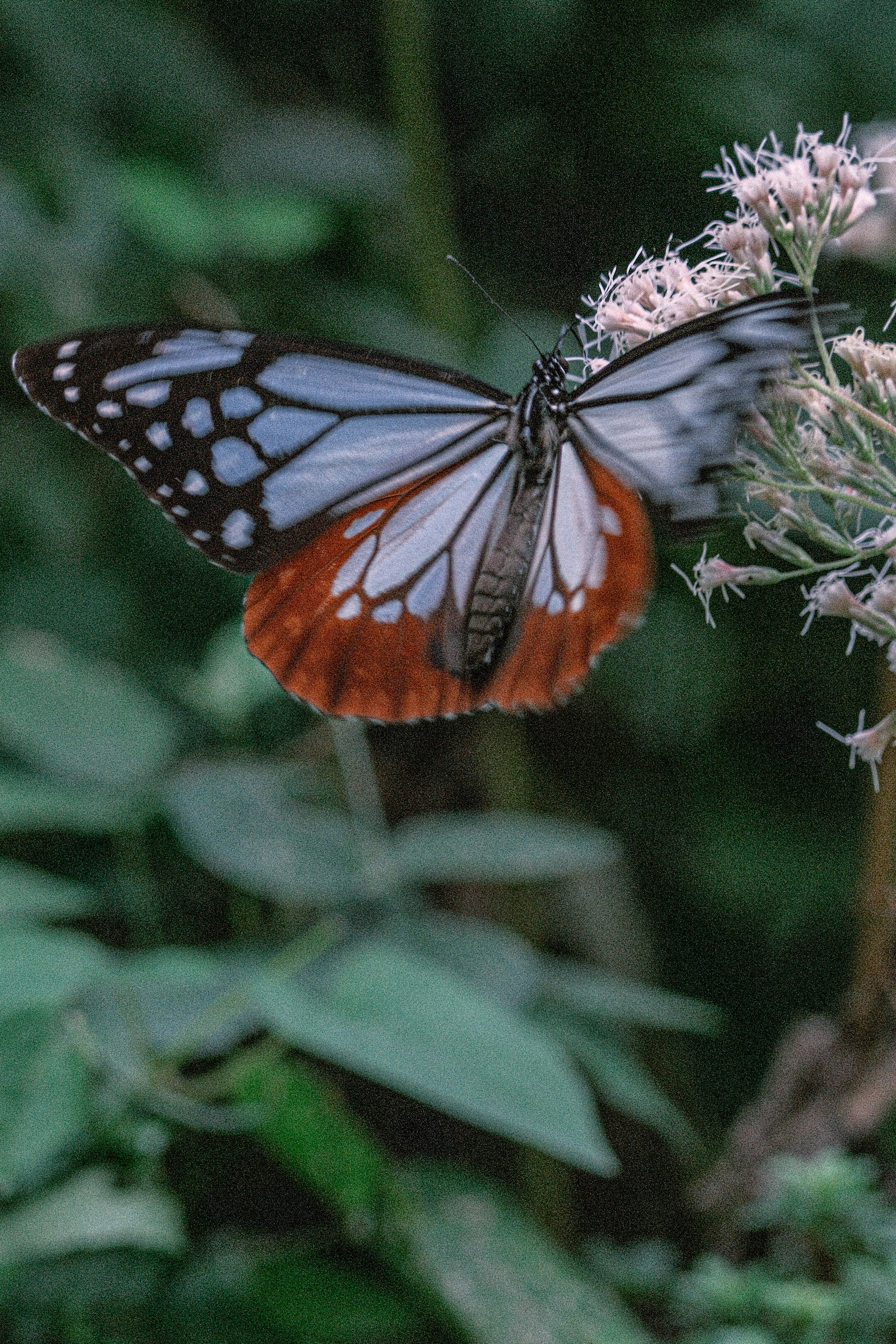 kupu-kupu hinggap di bunga