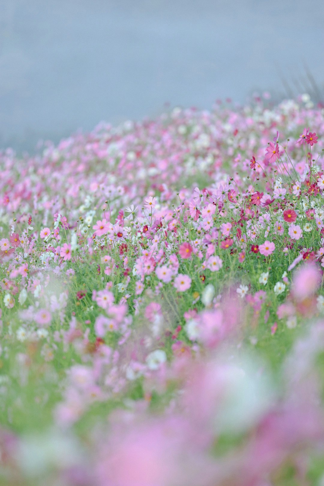 コスモス畑のピンクの花が広がる風景