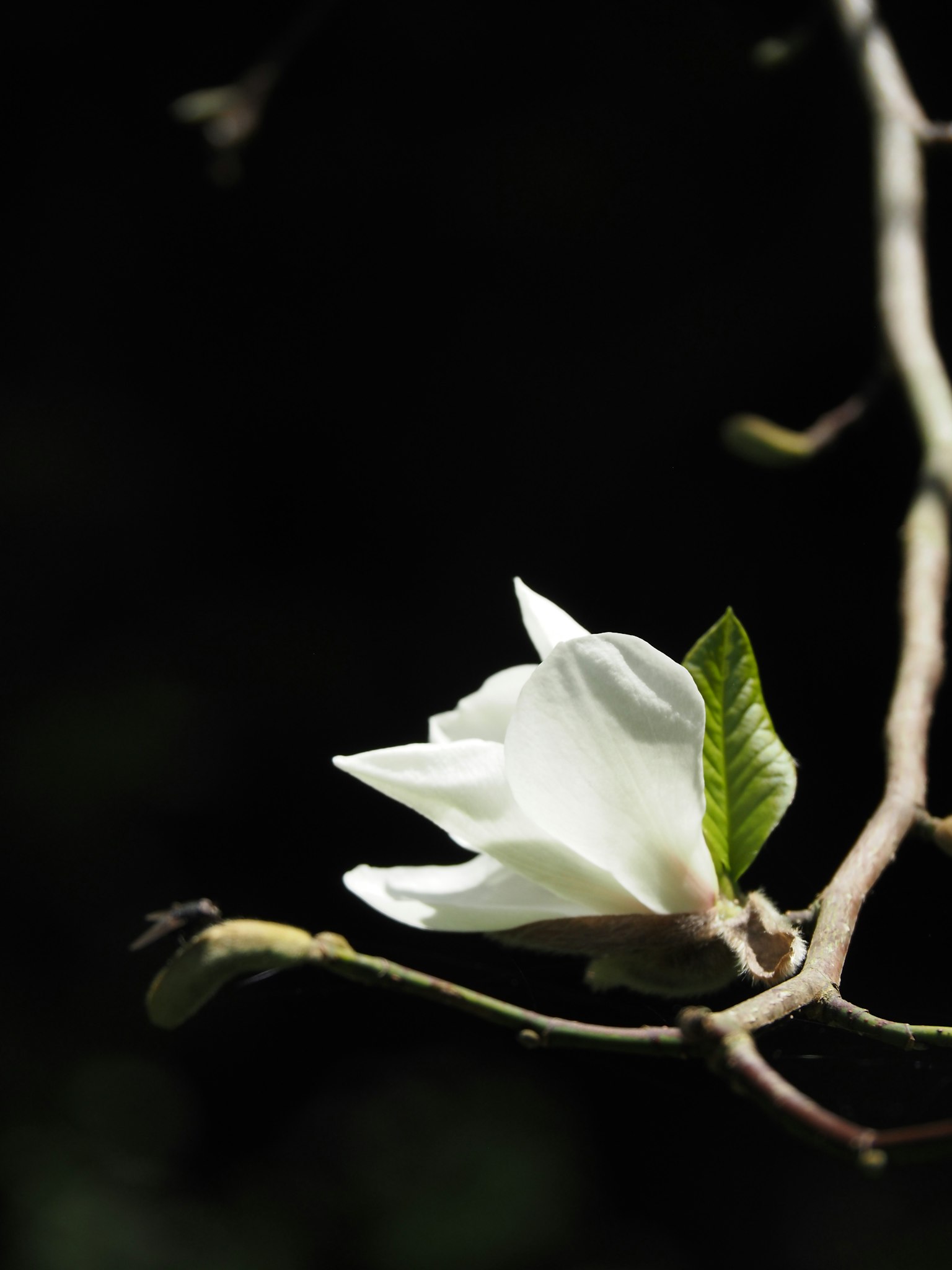 Fiore di magnolia bianca con foglie verdi su un ramo