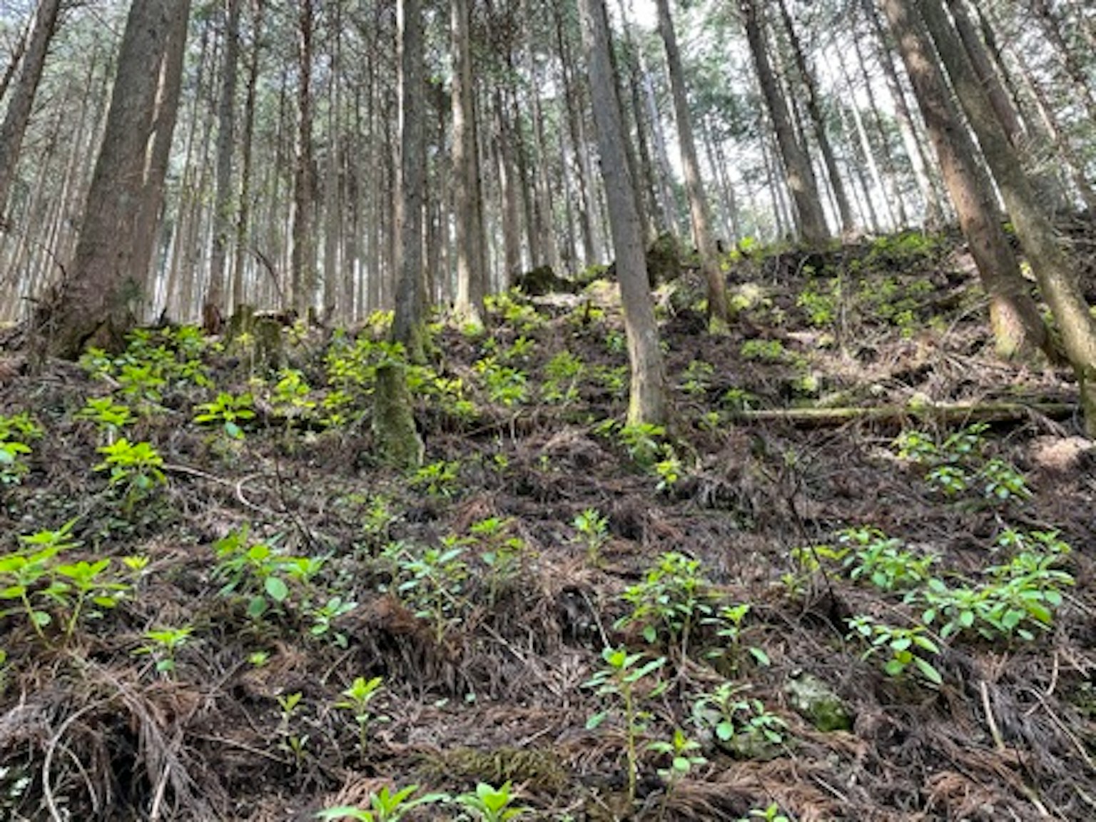 Imagen de una pendiente forestal con plantas verdes exuberantes