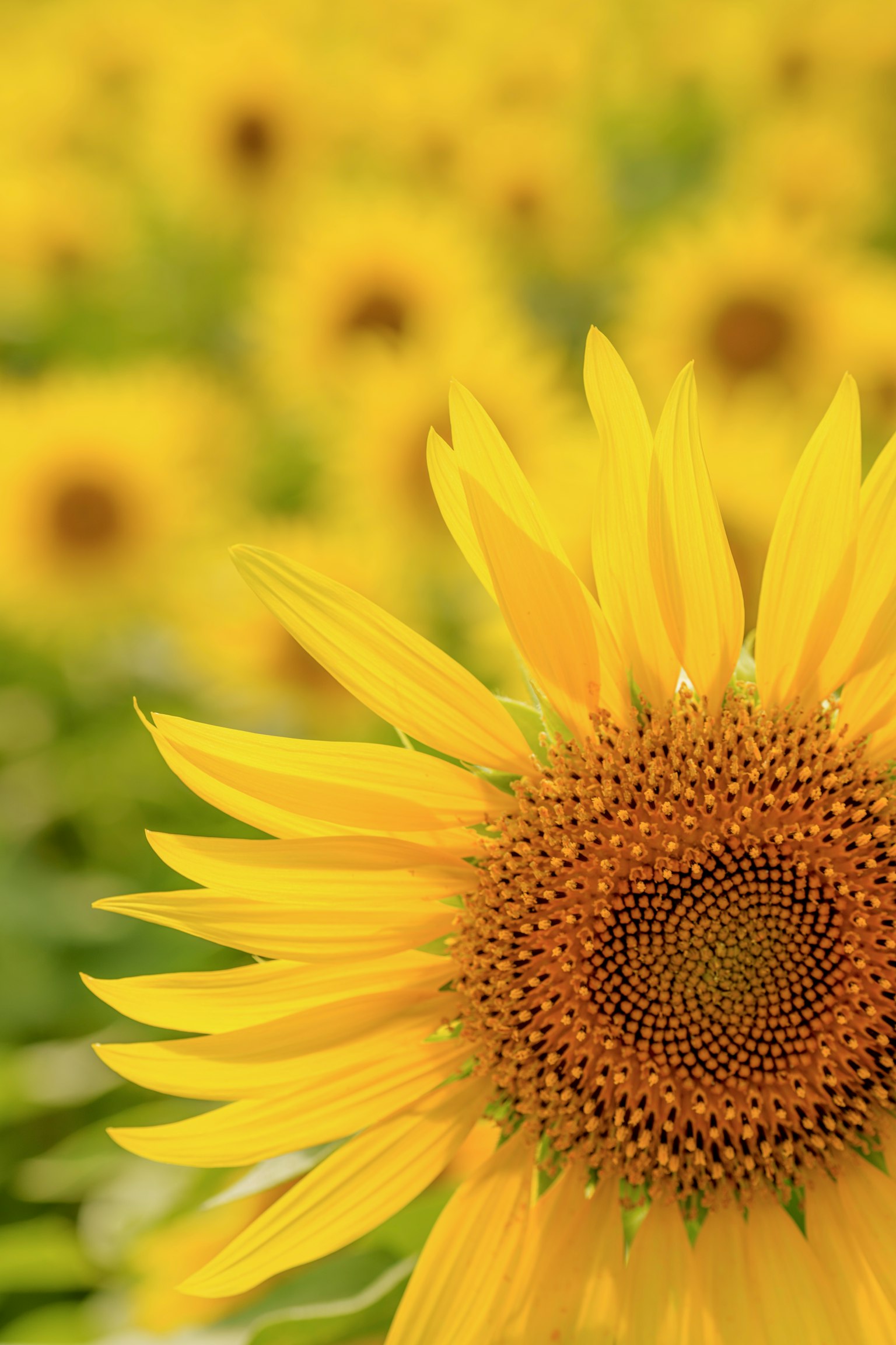 Tournesol vibrant au premier plan avec un champ de tournesols en arrière-plan