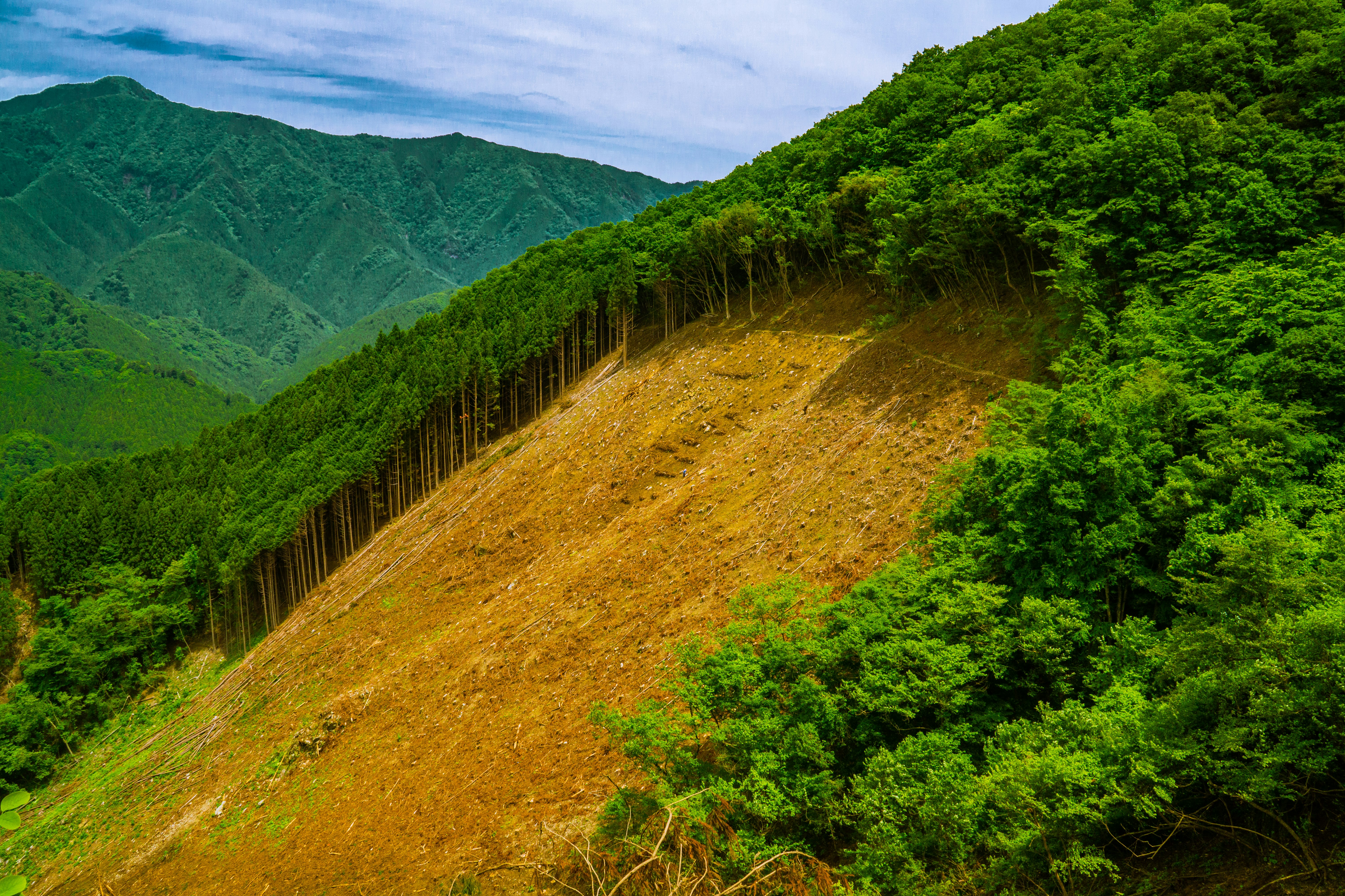 山腹を走る緑の植林地と曲がりくねった林道