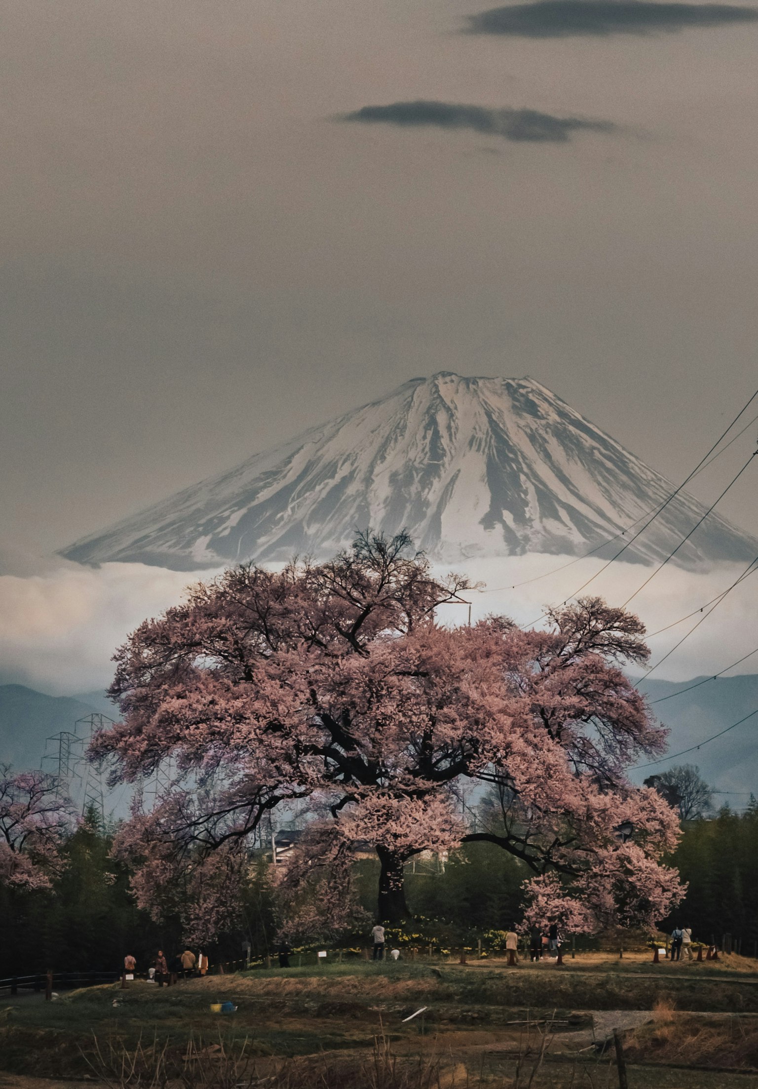 美丽的风景，包含富士山和樱花树