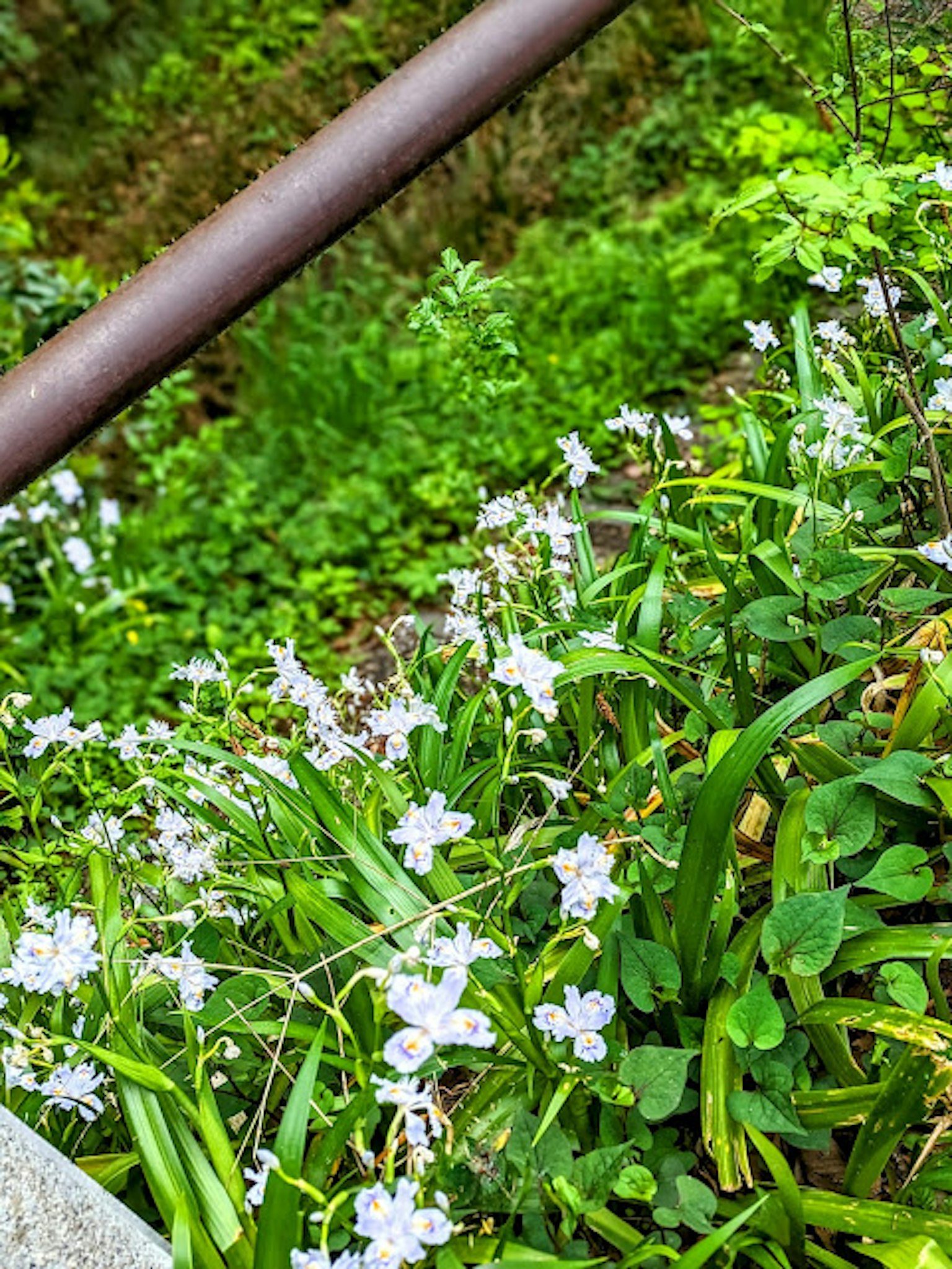 Una scena con fiori bianchi che sbocciano su uno sfondo verde con una ringhiera in metallo
