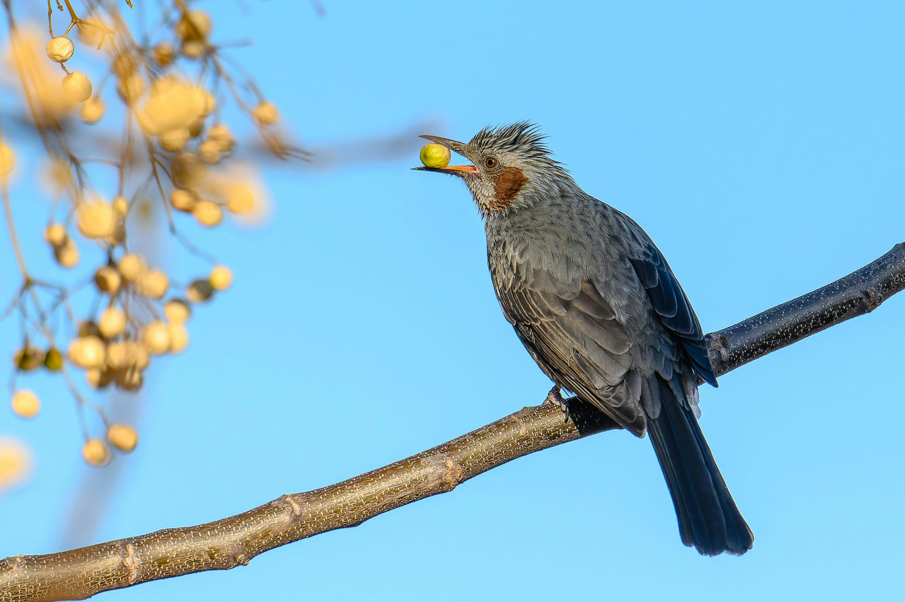 枝にとまる鳥と青空