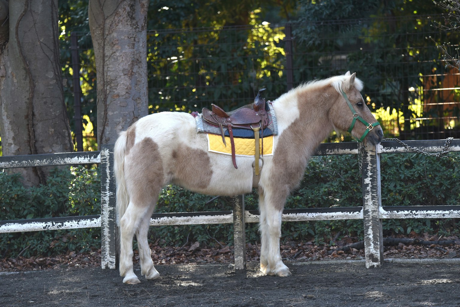 Un cheval tacheté de brun et blanc se tenant avec une selle sur le dos