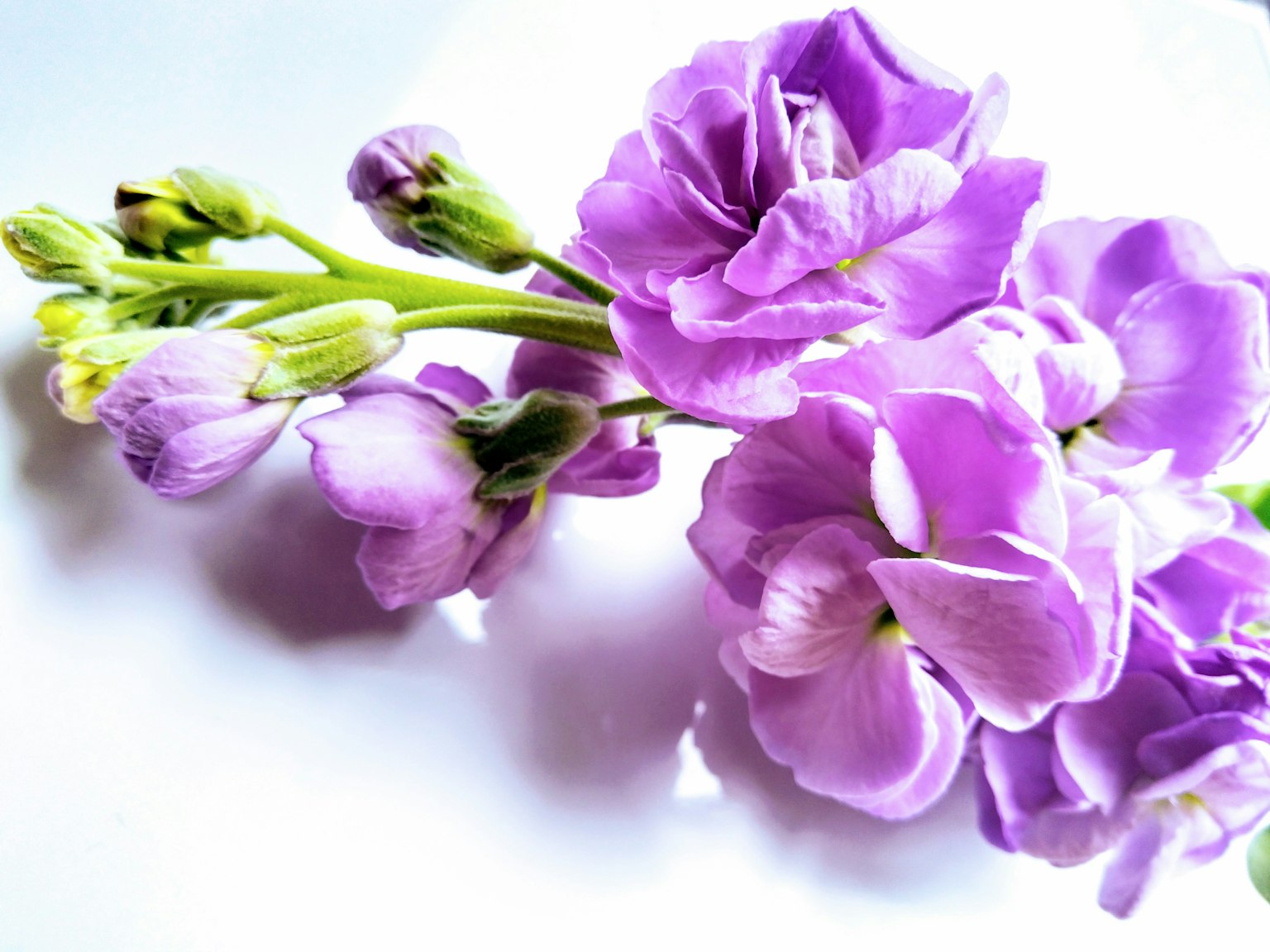 Ein Bund schöner lila Blumen auf einem weißen Hintergrund