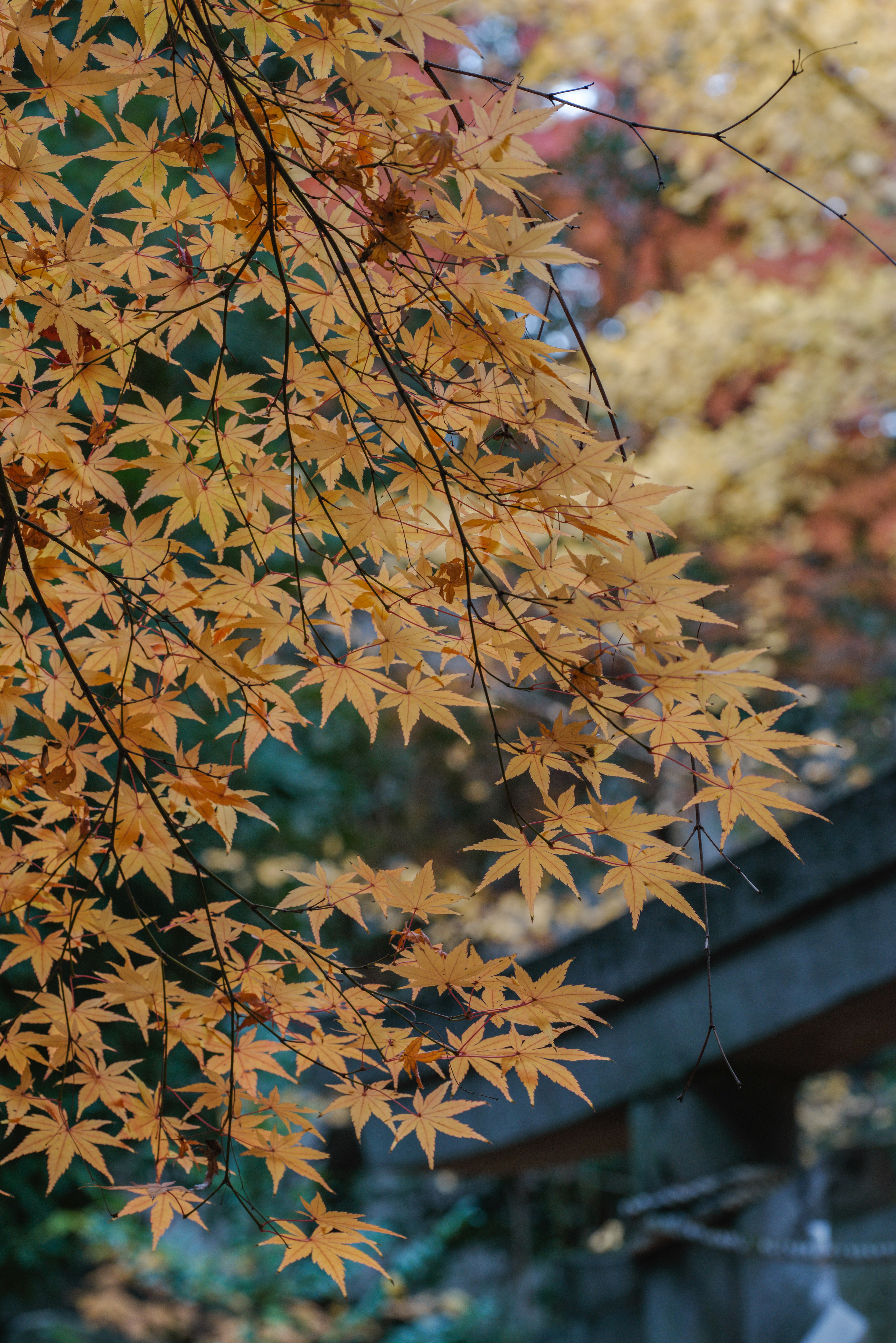 黄色い紅葉の葉が枝に揺れる神社の参道風景