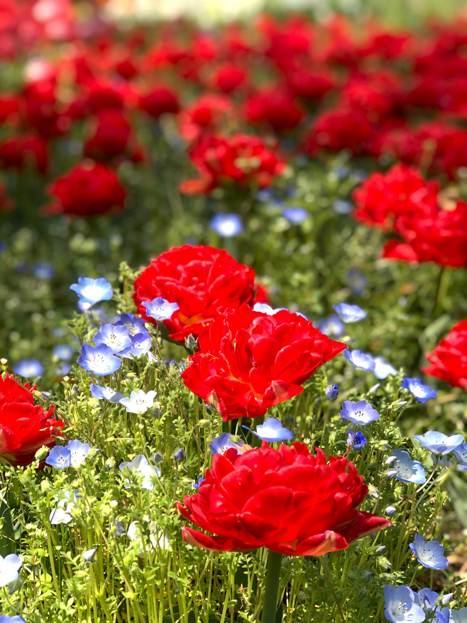 A beautiful garden scene featuring red roses and blue flowers