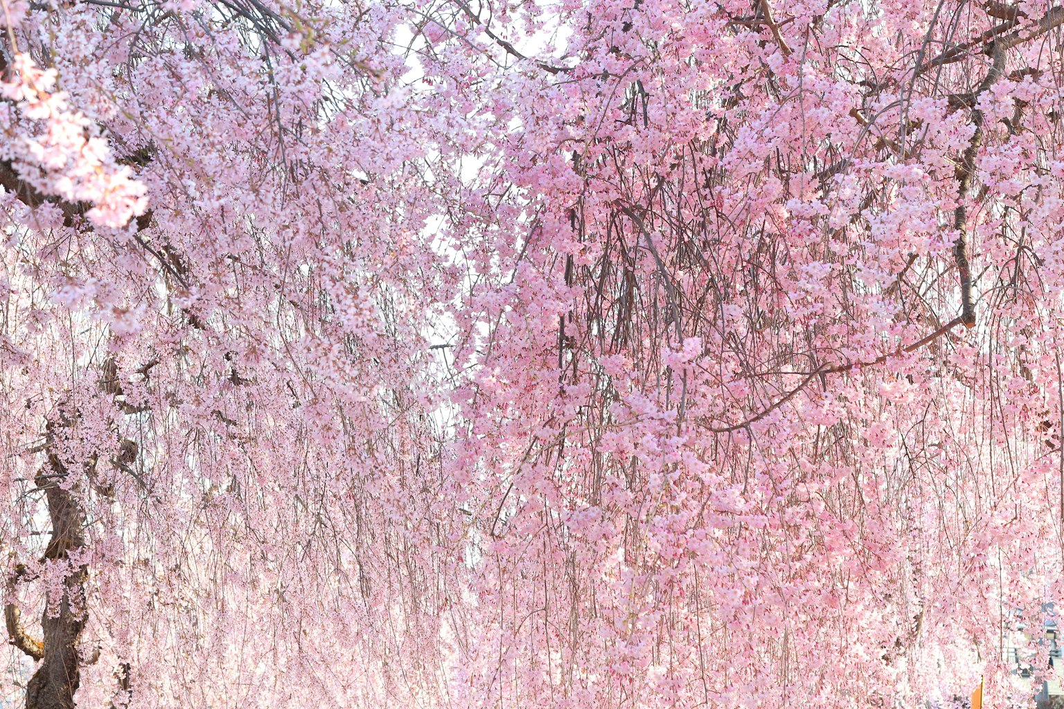 美丽的樱花隧道
