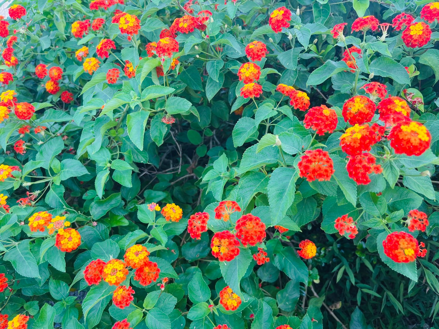 鲜艳的橙色和黄色花朵在浓密的绿色叶子中