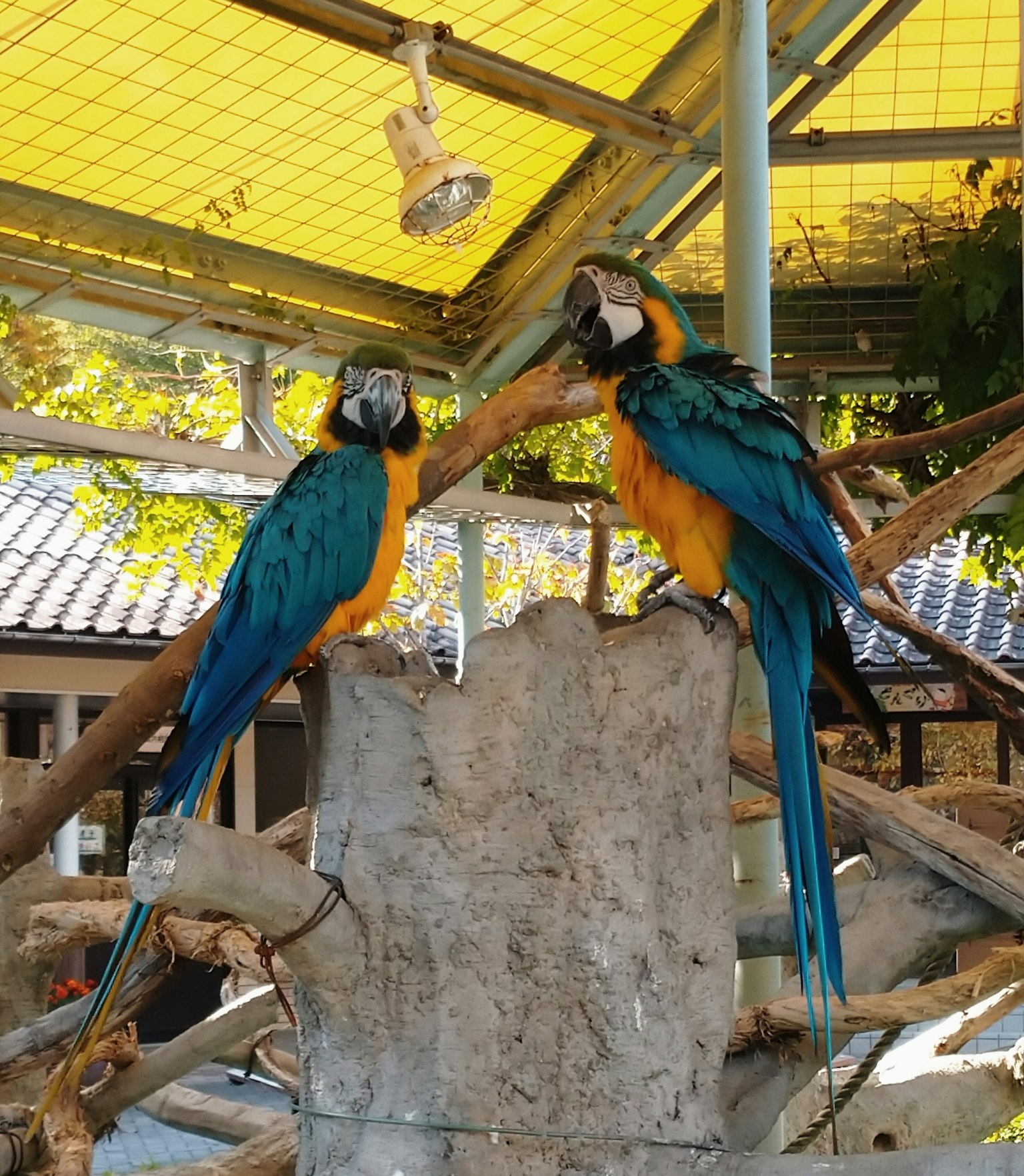 Zwei Aras mit lebhaften blauen und gelben Federn, die auf einem Holzstumpf sitzen