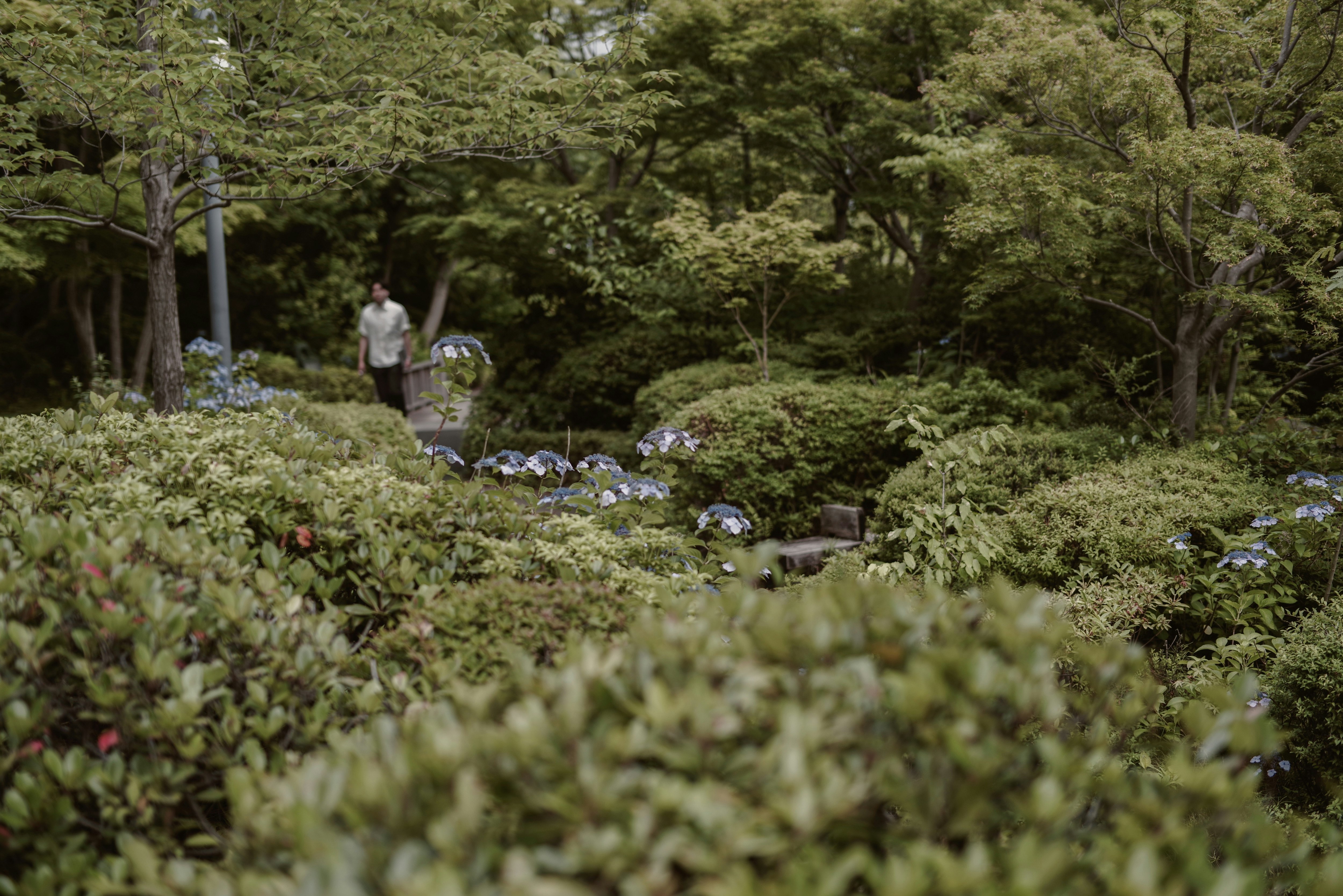 あじさいが咲く小径の緑豊かな庭園