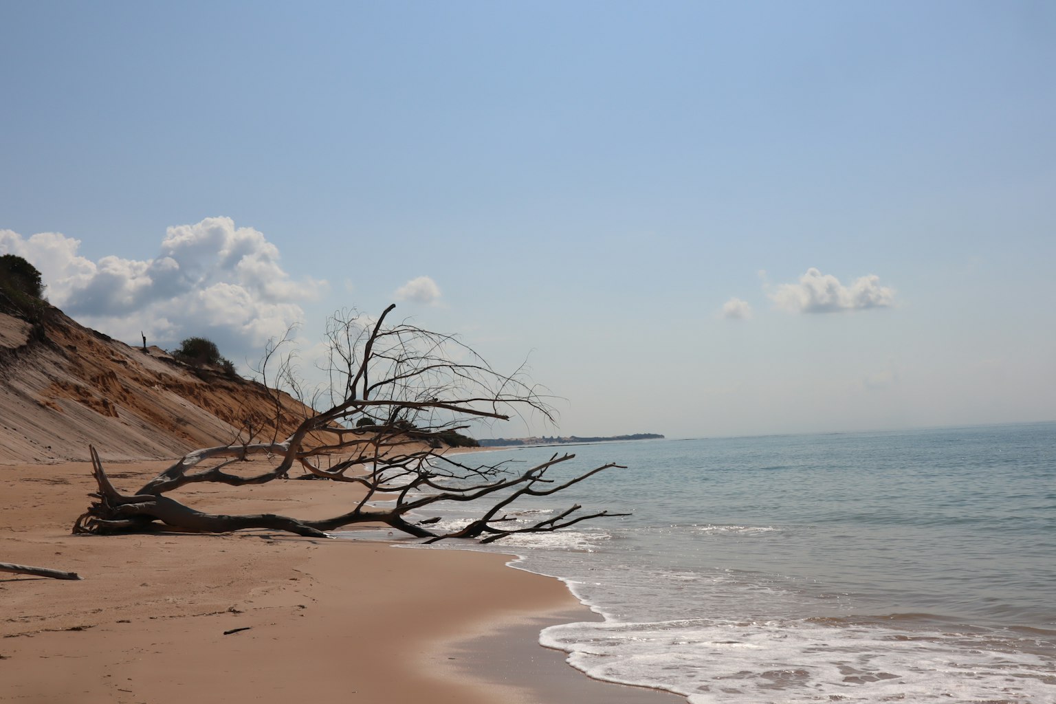 Scena costiera con un albero secco e cielo blu