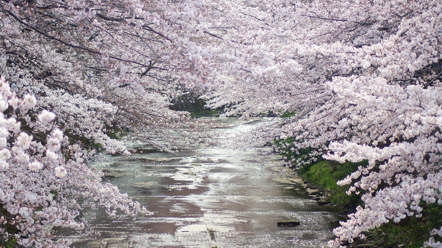 ทิวทัศน์ที่สวยงามของลำธารที่มีต้นซากุระบานสะพรั่ง