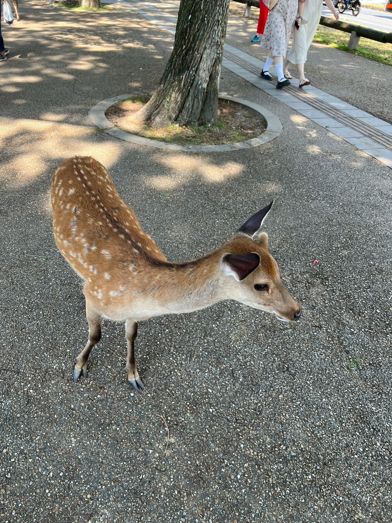 A young deer in a park with brown fur and white spots