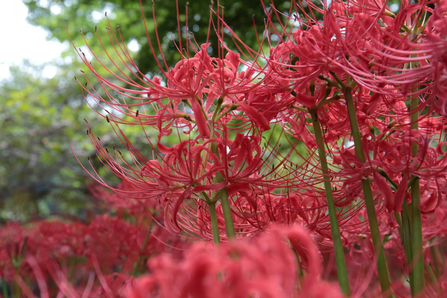 Lirios rojos en flor en un jardín